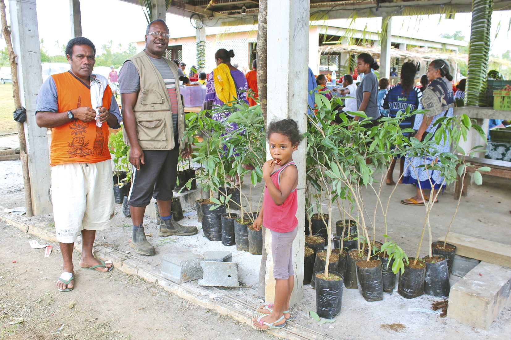 M. Pahnué devant ses plants de letchis, qui sont partis comme… des petits pains.