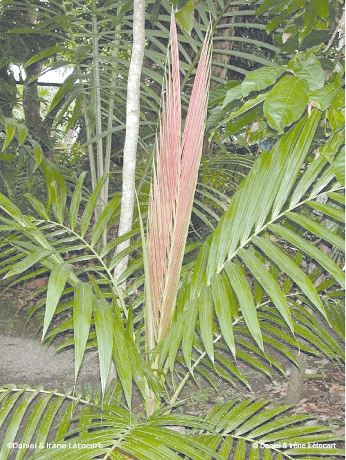 Autre signe distinctif du Burretiokentia koghiensis : sa feuille juvénile est de couleur rosée. Une particularité qui s’observe difficilement depuis le sentier pédestre.