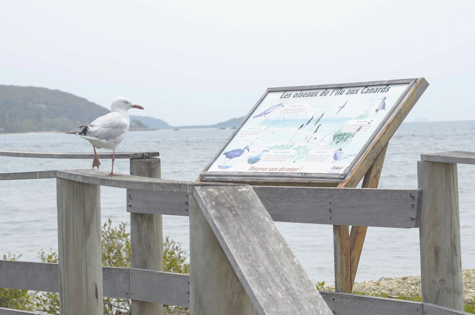 Le CIE espère pouvoir bientôt trouver des financements pour la rénovation des passerelles d’observation des oiseaux de l’îlot. Sur cette zone, d’autres espèces comme la mouette australienne (photo) ou les sternes cohabitent avec les puffins.