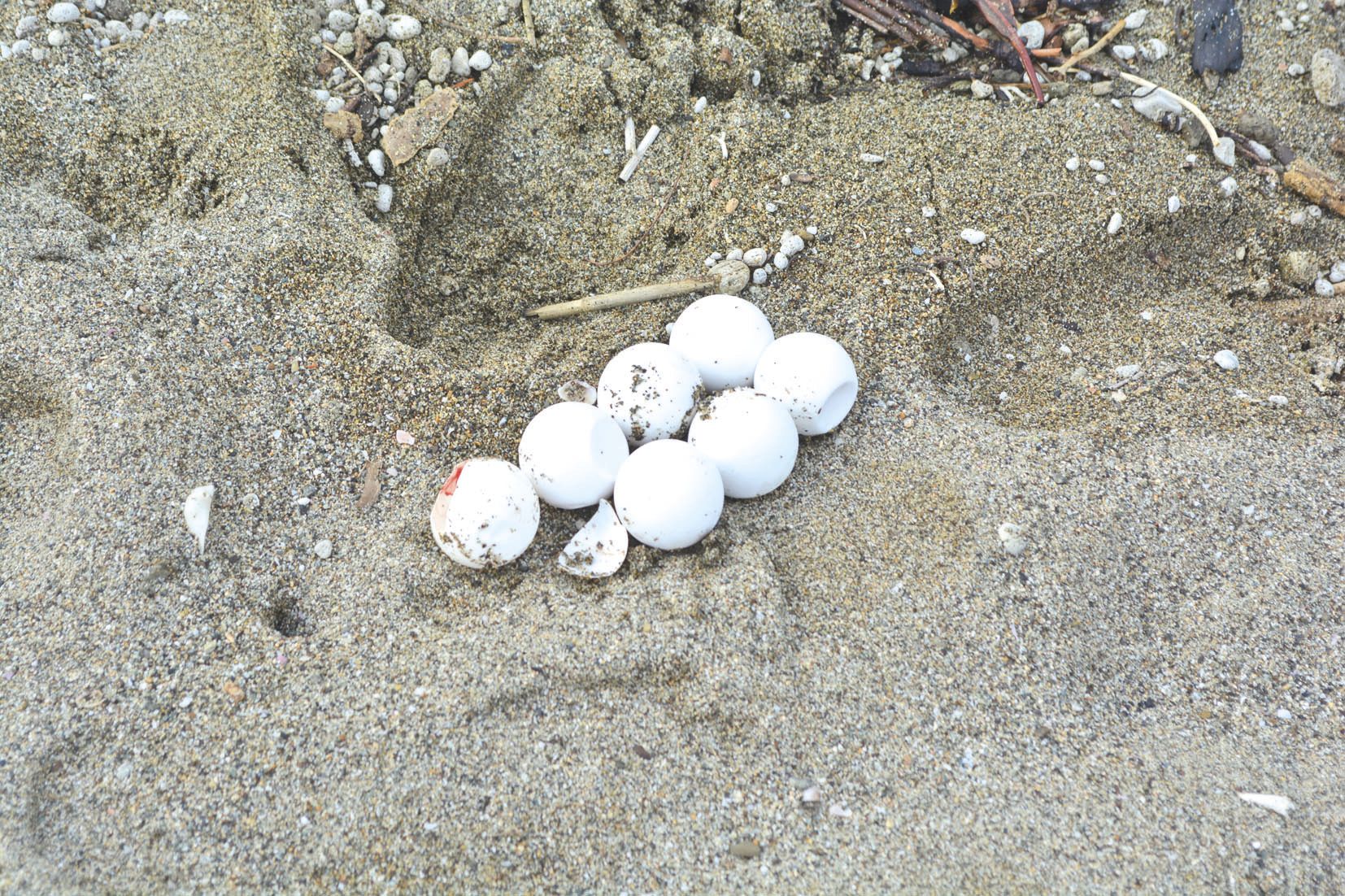 La montée des eaux a détruit de nombreux nids de tortue.