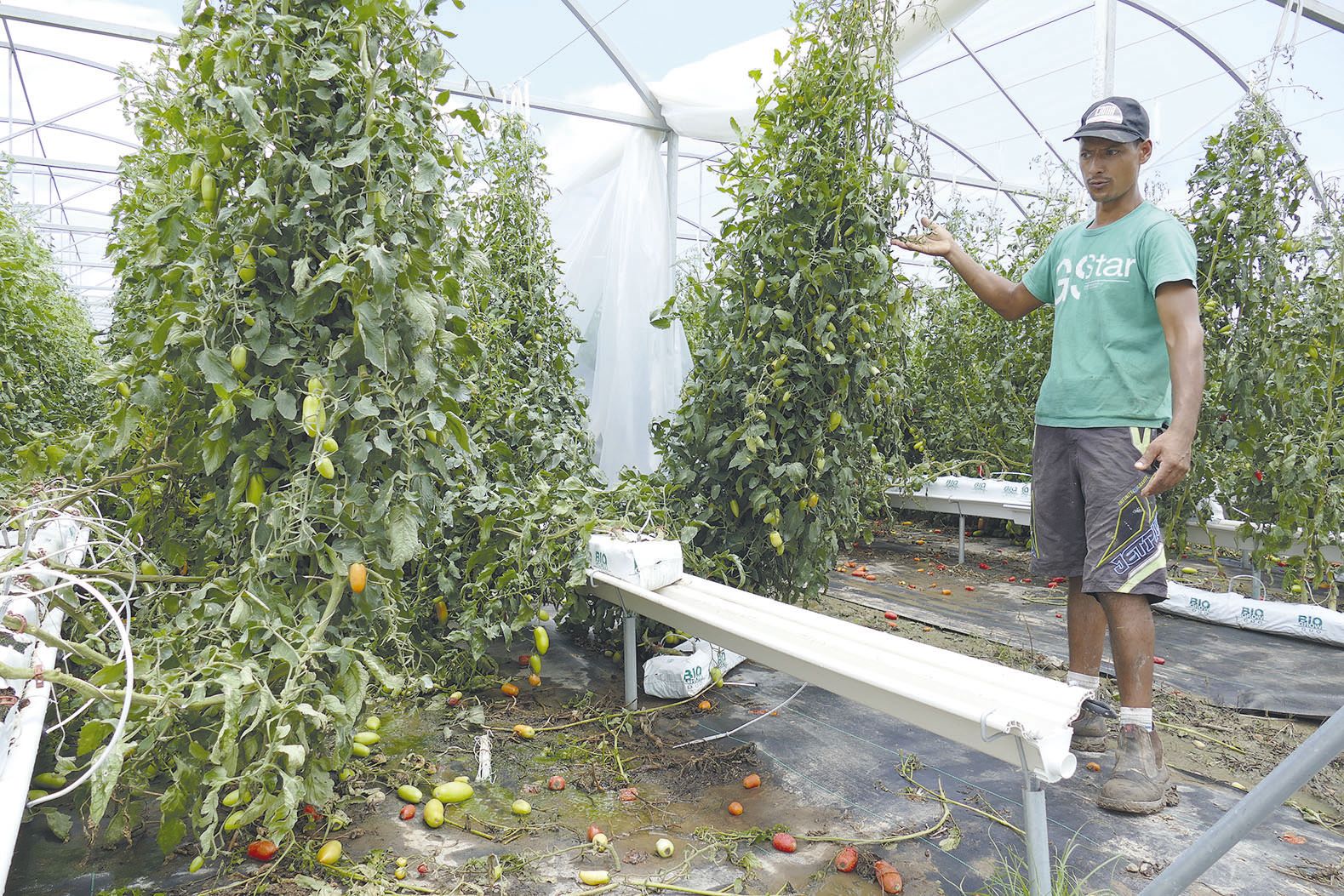 Les bâches n’ont pas résisté et une bonne partie de la production est au sol. « Beaucoup de pieds de tomates et de concombres risquent de mourir. On saura d’ici deux semaines. »