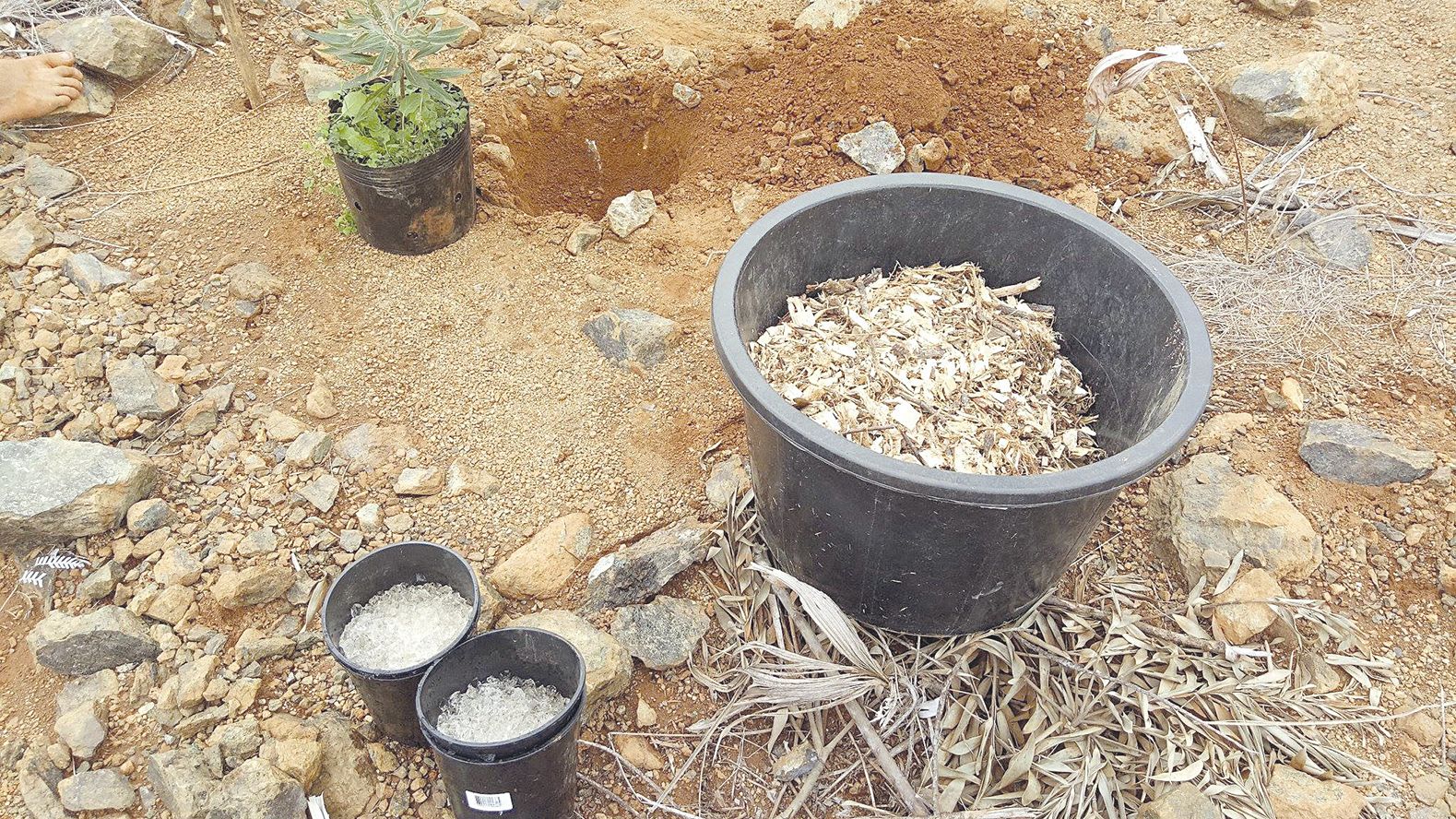 Du polyter, composé biologique hydrorétenseur, donné par  l’entreprise Agri New Concept, a été ajouté au pied des végétaux.