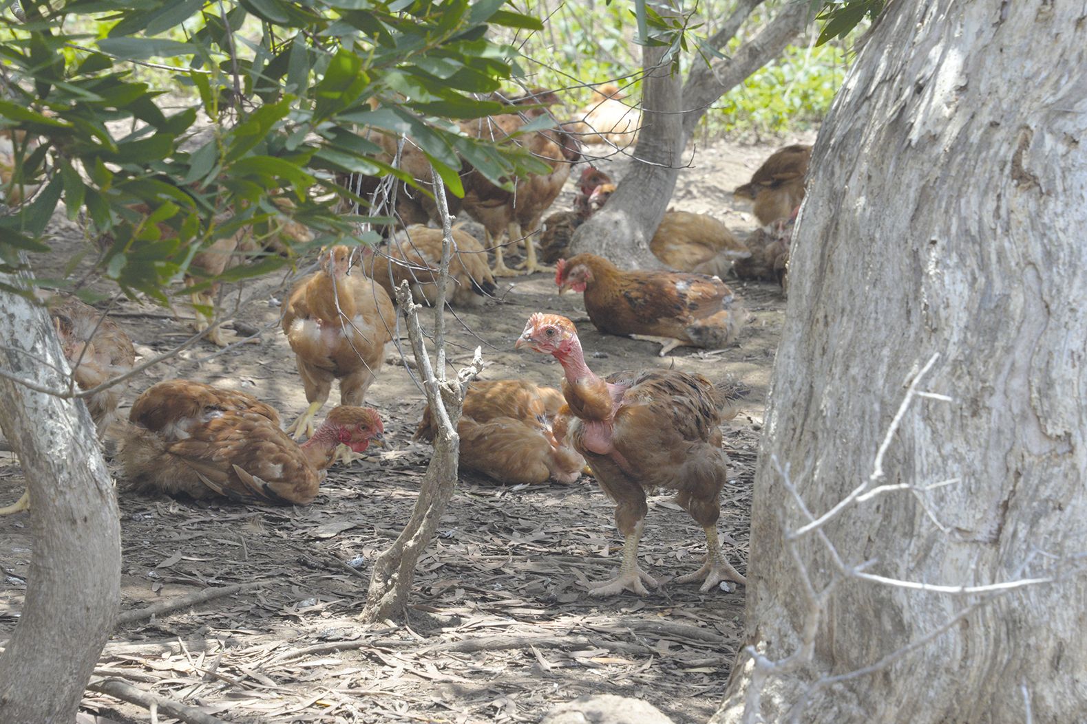Les poulets fermiers, des « cou-nus » à Nessadiou, sont abattus à partir de 84 jours, là où l’élevage standard, qui utilise des races à la croissance plus rapide, emmène les volailles à l’abattoir dès le 55e jour.
