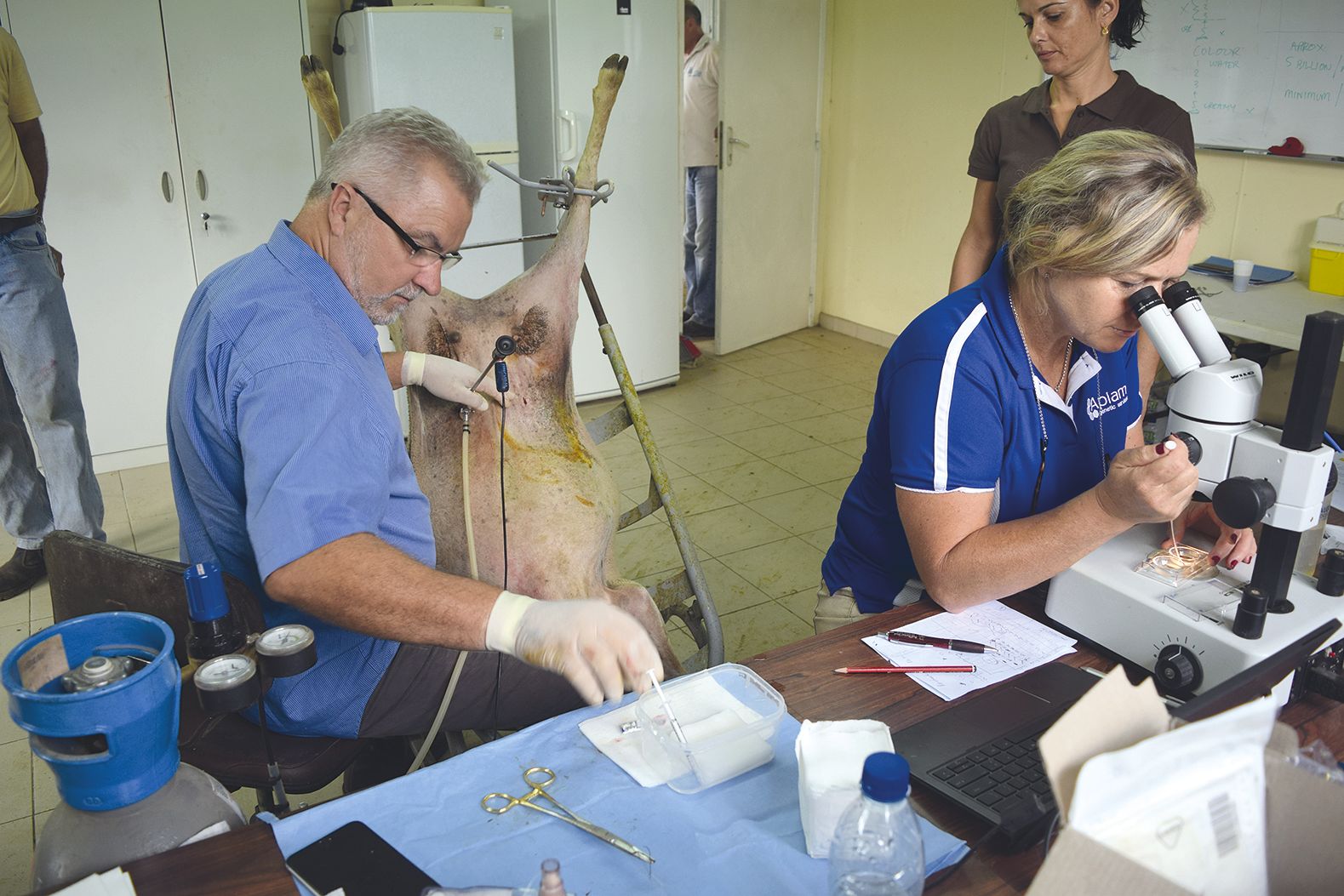 David Osborne, vétérinaire australien souvent invité à l’étranger, inspecte l’utérus d’une brebis à l’aide d’un laparoscope, pendant que sa collègue embryologiste sélectionne au microscope les embryons prélevés le matin.