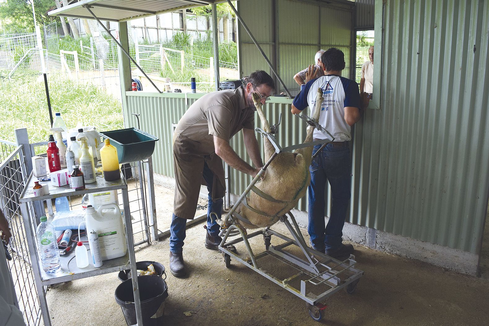 Les brebis, dont les cycles de chaleur ont été préalablement synchronisés pour pouvoir accueillir les embryons, sont rasées, désinfectées et tranquillisées par le vétérinaire de la station, Pierre-François Delacharlerie.