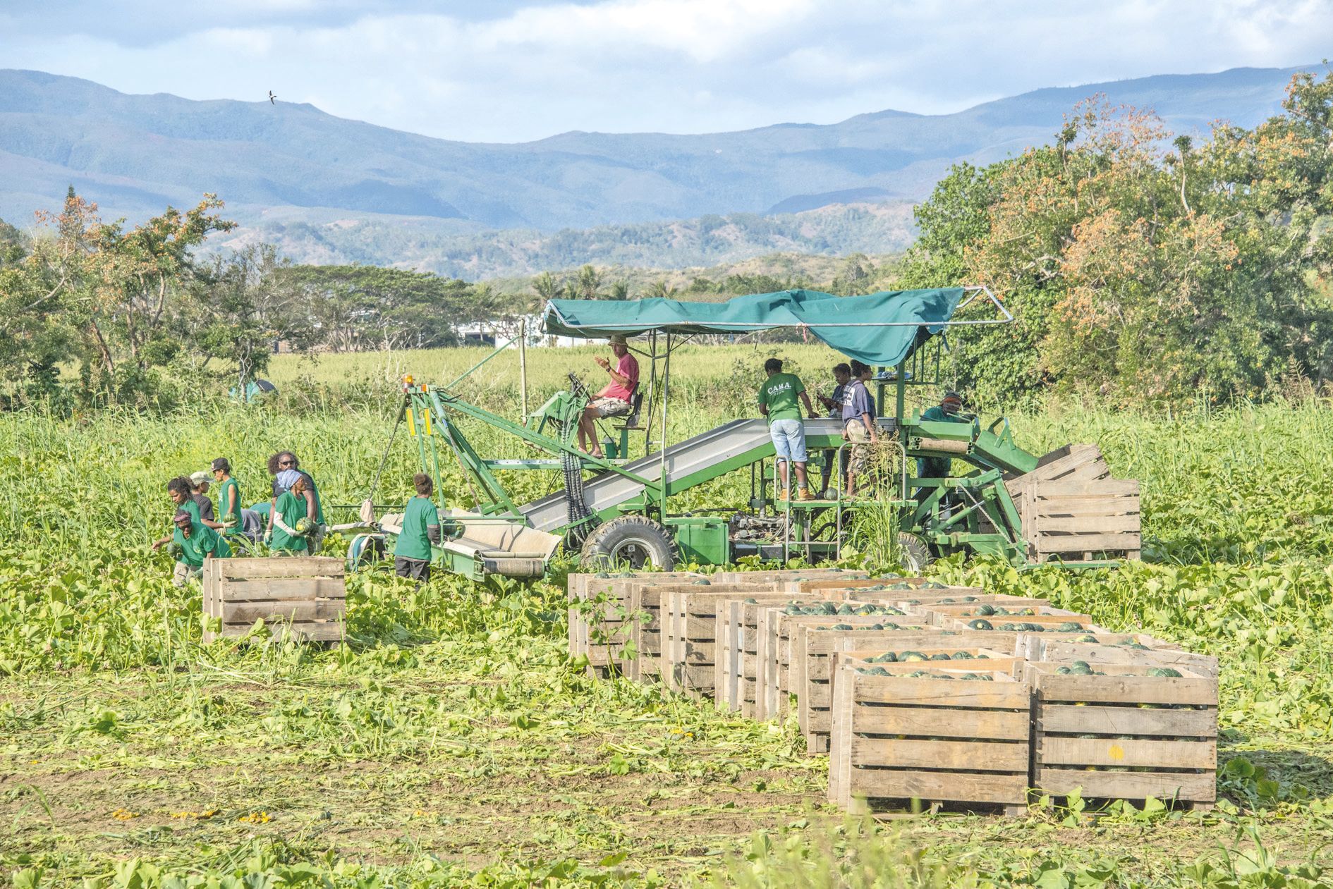 Le développement de l’agriculture, ici une récolte de squash à Bourail, est un enjeu  stratégique pour l’autonomie alimentaire de la Nouvelle-Calédonie.