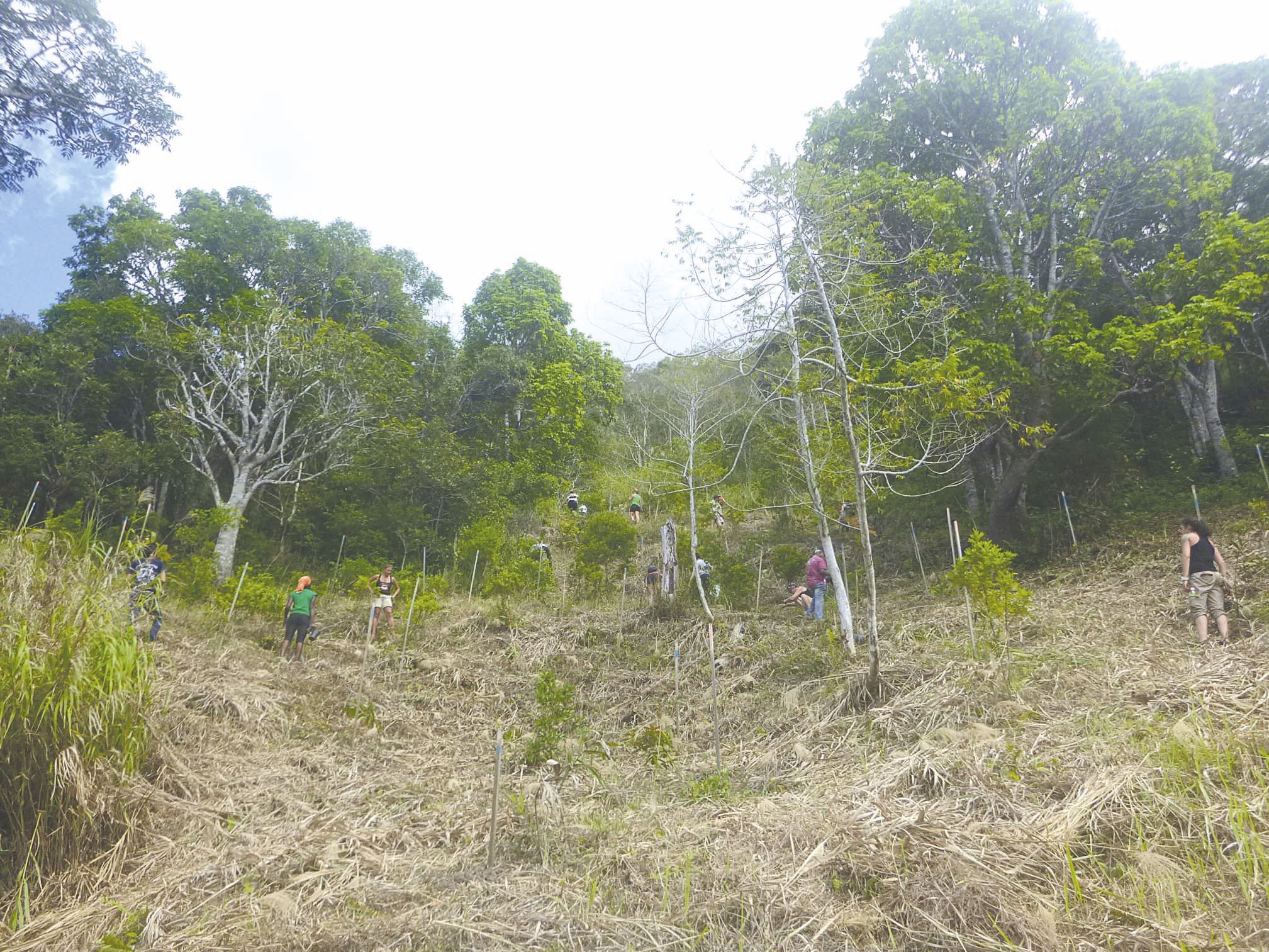 Cent cinquante arbres ont déjà été plantés l’an dernier dans le parc. Cette année, c’est à l’entrée du parc, mais aussi en contrebas de l’ancienne entrée, en zone pentue, puis au niveau du pic Launay que les bénévoles se sont évertués à reboiser. Au préal