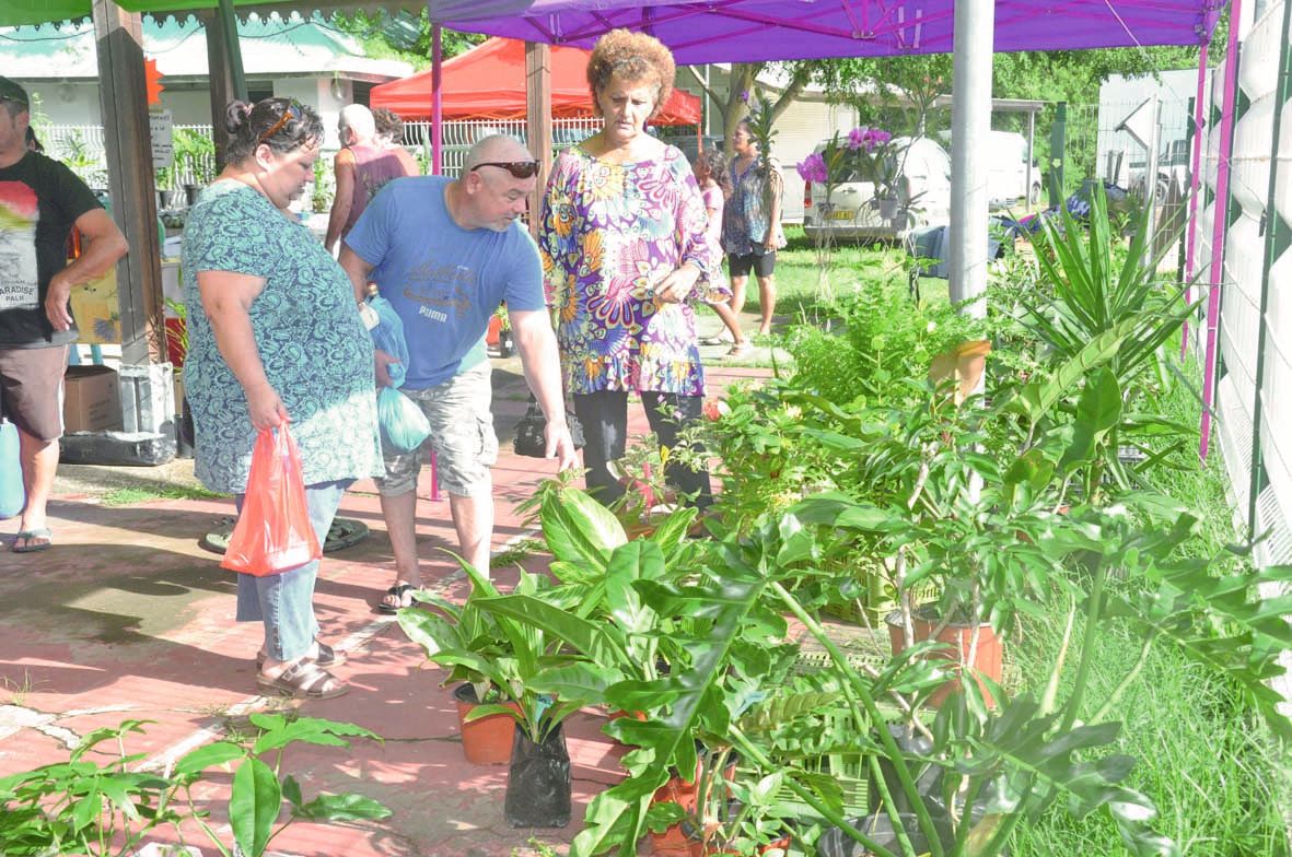 Suzanne, venue de Ouégoa, proposait au public une variété de plantes vertes et fleuries ainsi que des plants de tamanou, de cerisiers (boules bleues) et de pourpiers. « Ça marche très bien », confiait-elle.
