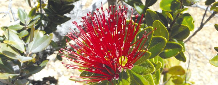 Endemia invite les Calédoniens à venir découvrir les mystérieux genres endémiques du Caillou, comme ici le genre  Purpureostemon, arbrisseau rampant rabougri de la famille de la myrte, aux jolies fleurs rouges.