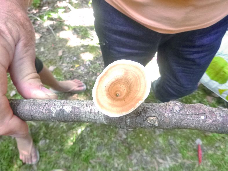 Les visiteurs ont pu voir de très nombreuses variétés, comme ici ce Microporus xanthopus avec des stries de teintes différentes.