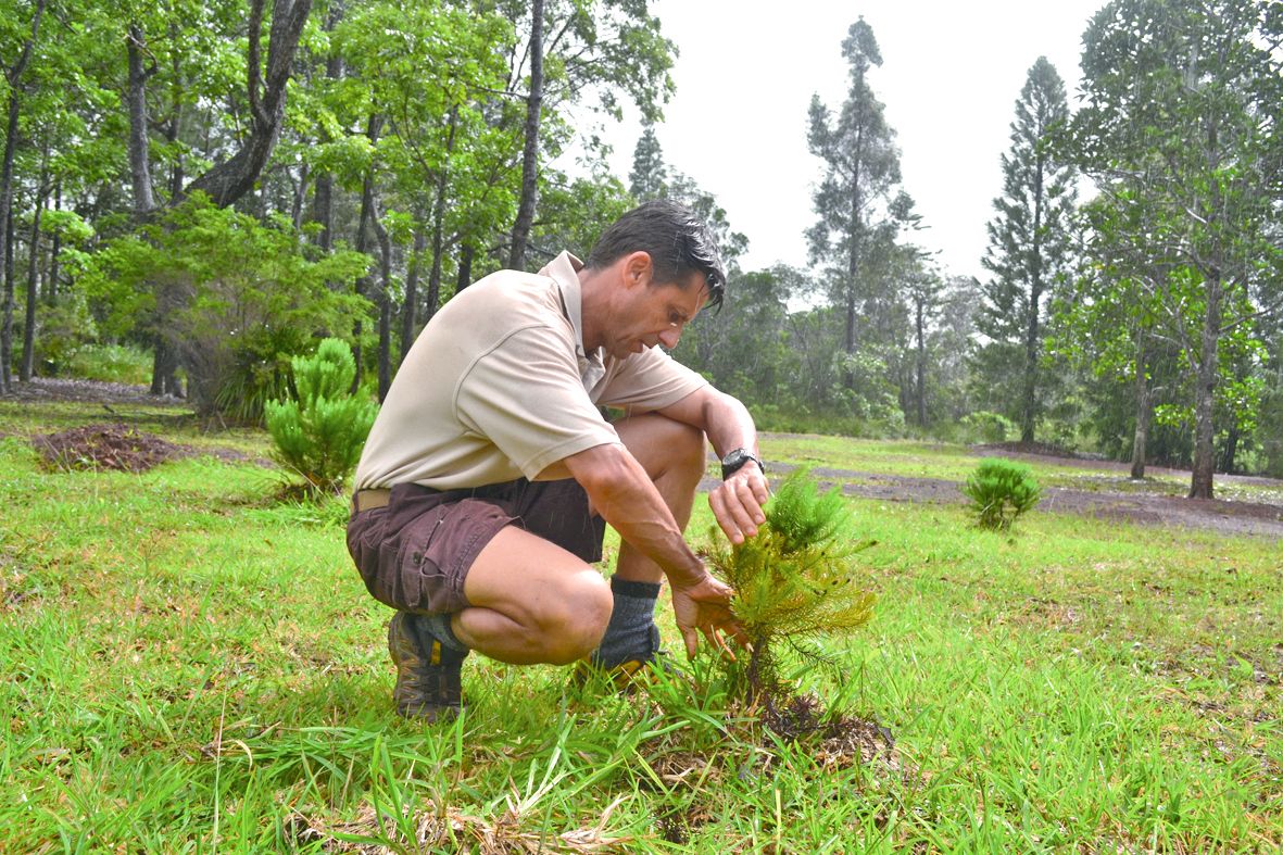 La dernière plantation à l’arboretum remontait à 2015 avec des Callitris pancheri. Depuis, les agents du parc bichonnent ces jeunes plants afin de garantir leur survie.