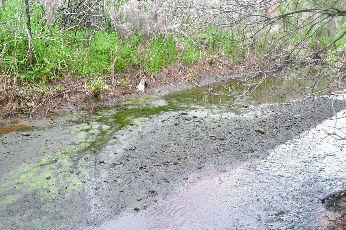 Dans le marais exploré jeudi matin, de nombreuses flaques d’eau stagnante ont viré au vert. Faut-il y voir un lien avec la pollution ? Il est encore trop tôt pour se prononcer.