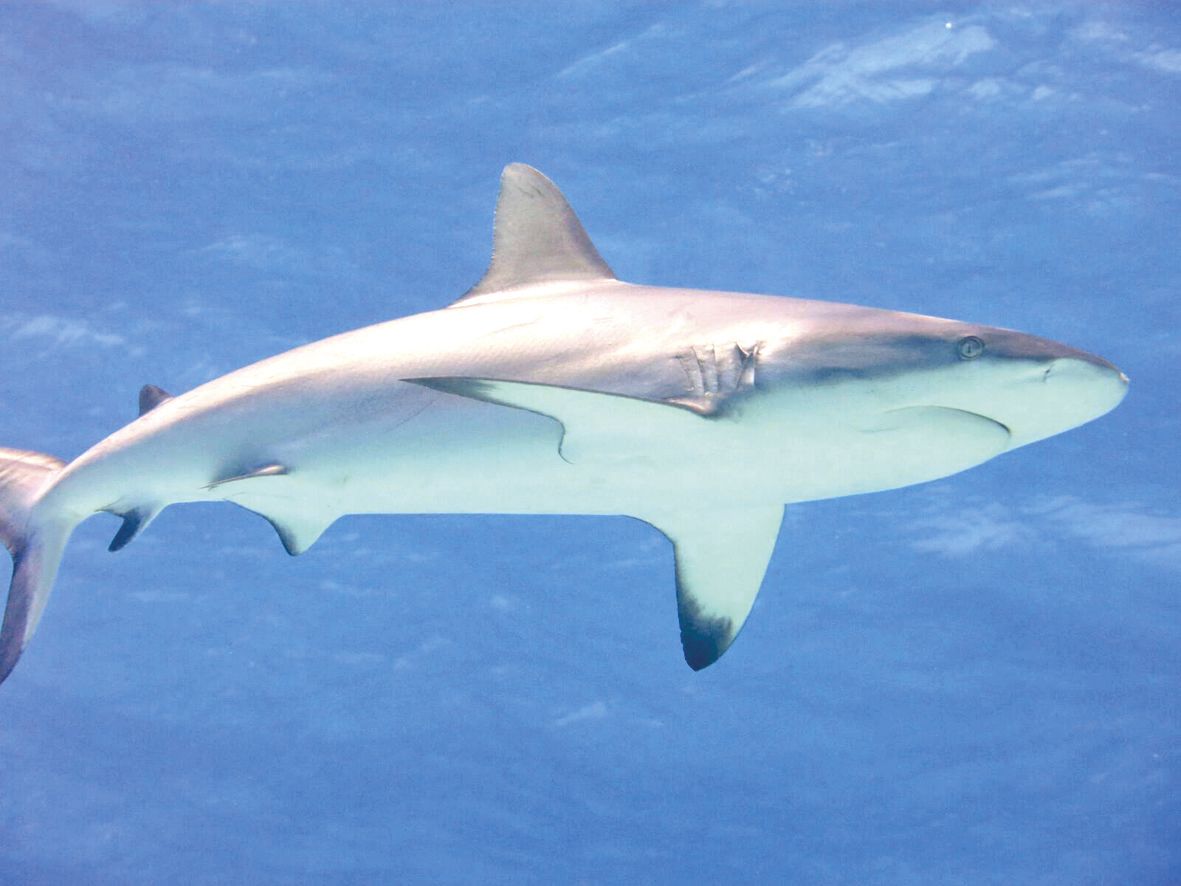 Beaucoup d’espèces que l’on croyait disparues sont a priori toujours présentes mais difficile à détecter par les méthodes traditionnelles, du fait de leur rareté et de leur comportement craintif.IRD