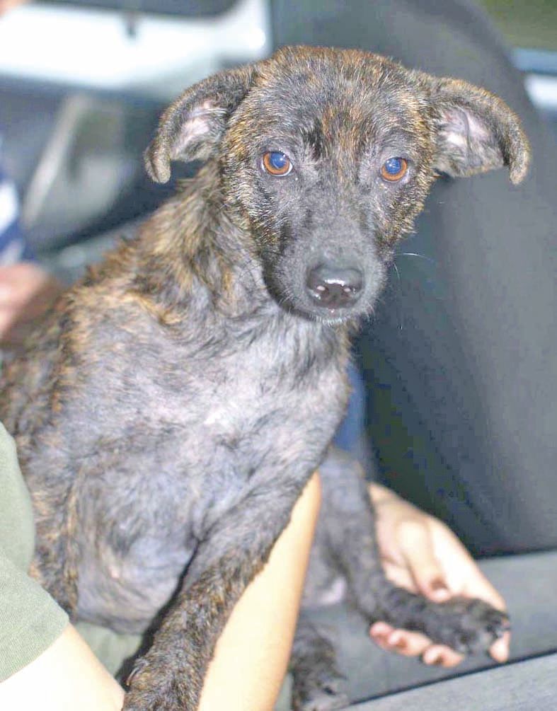 Sissi est une jeune chienne  à la robe bringée. Elle est en famille d’accueil. Si vous tombez sous son charme, merci de contacter le refuge.