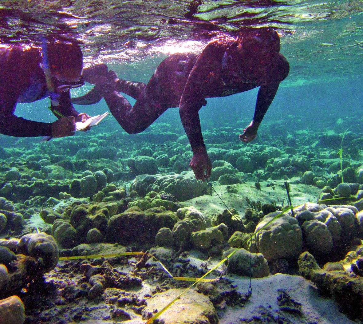 Le suivi des récifs, réalisé par les collectivités, les organismes gestionnaires ou des associations, et parfois par l’IRD, permet d’évaluer leur état de santé. D.R. / CEN