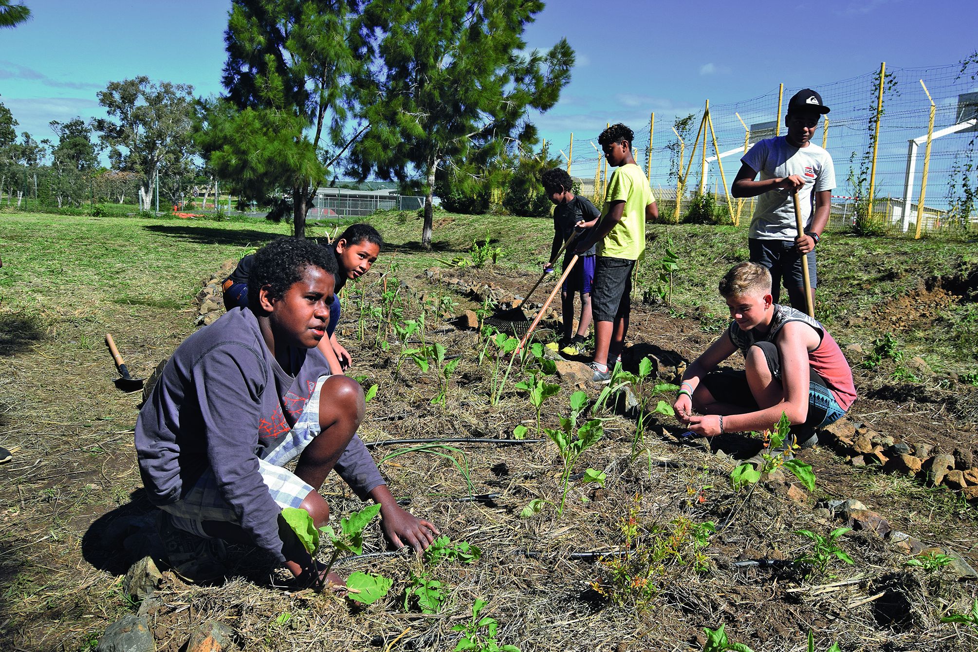 Si les légumes du potager ont un intérêt scientifique, les plantes ornementales apporteront un peu de verdure à la cour bétonnée.