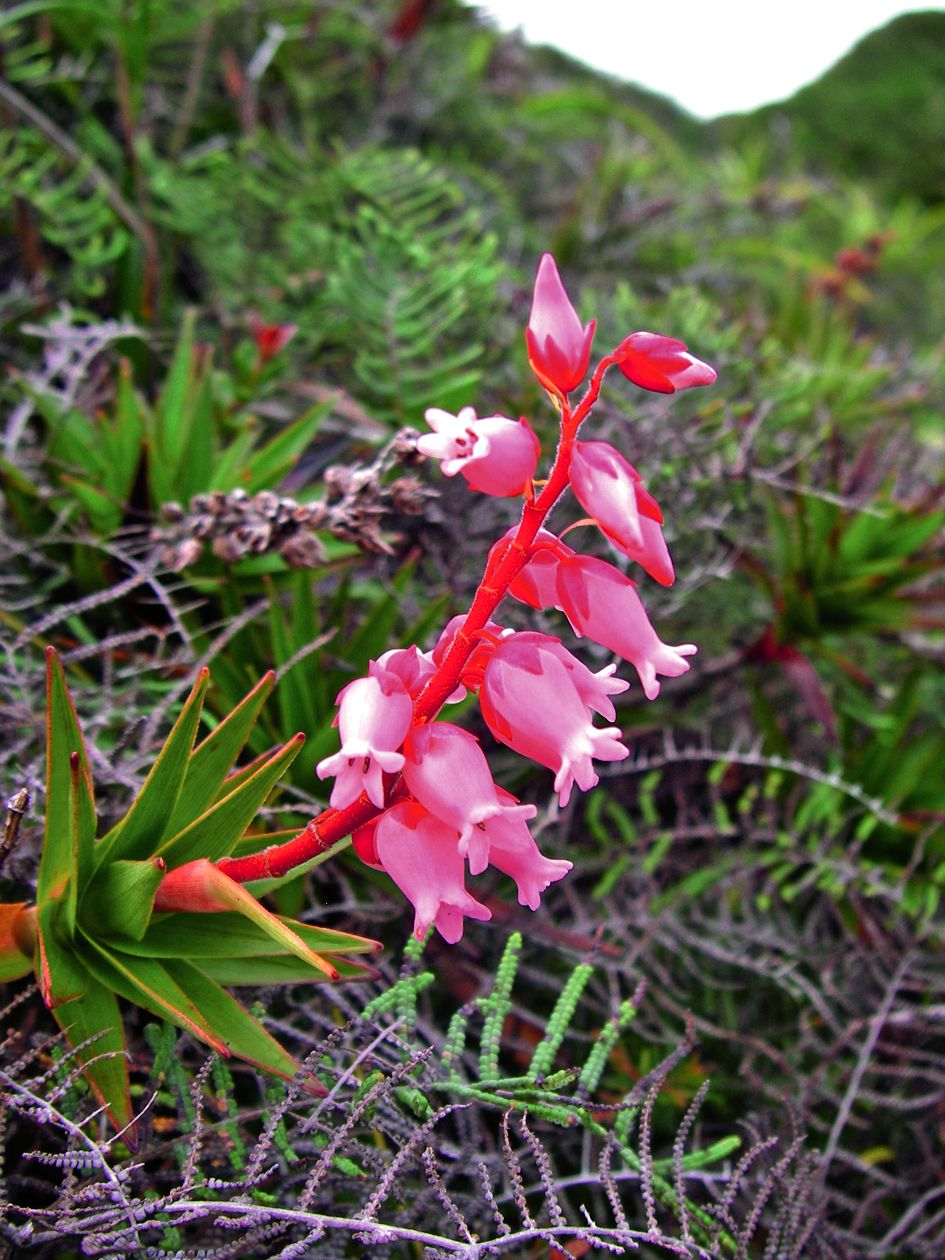 Petite plante de la famille des bruyères, la Dracophyllum ouaiemense n’est visible que sur les roches de la Ouaïème (Hienghène), où on la rencontre en altitude. Photo Gildas Gâteblé