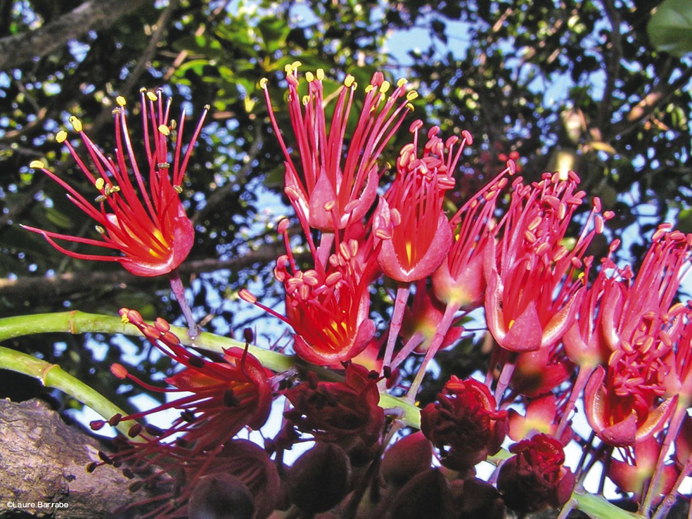 Le Geissois belema est l’arbuste endémique de Bélep. Bien qu’elle soit la « commune la plus riche en espèces menacées par rapport à sa surface », selon Endemia, cette zone à la richesse exceptionnelle, est « trop peu connue et gravement menacée par les in