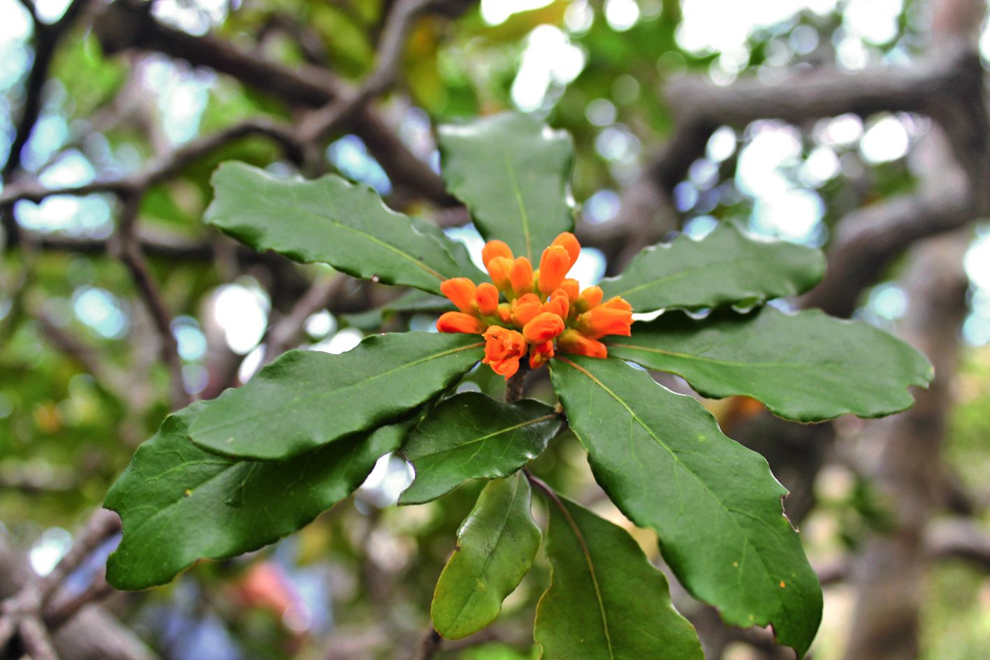 Le Pittosporum tanianum est présent uniquement sur l’îlot Leprédour à Boulouparis, où un seul pied a été retrouvé. Dévasté par les espèces invasives (lapins, cerfs) qui empêchent la régénération des populations végétales, l’îlot est également soumis à une