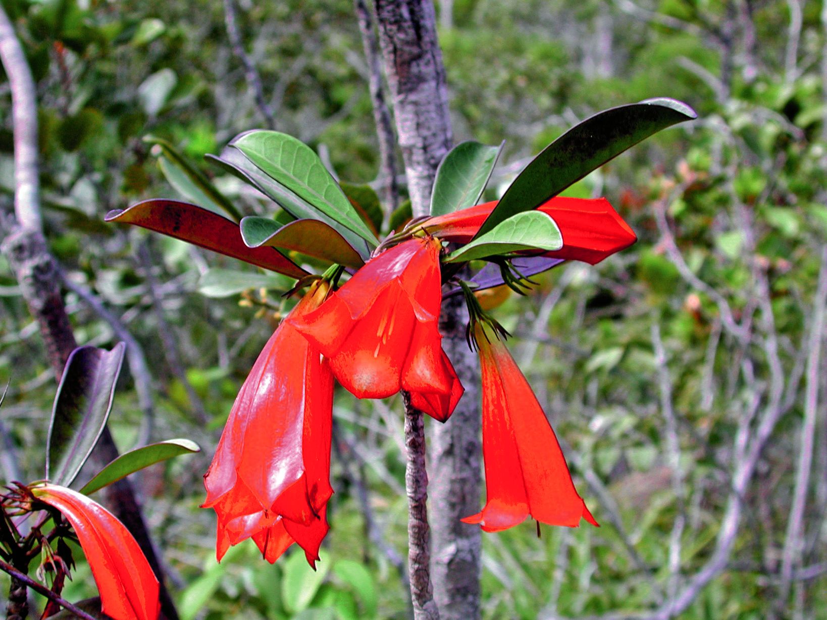 On ne trouve la Thiollierea lenormandii aux superbes fleurs rouges en clochettes que sur le massif du Koniambo, où l’exploitation minière génère des défrichements et l’érosion des terres.
