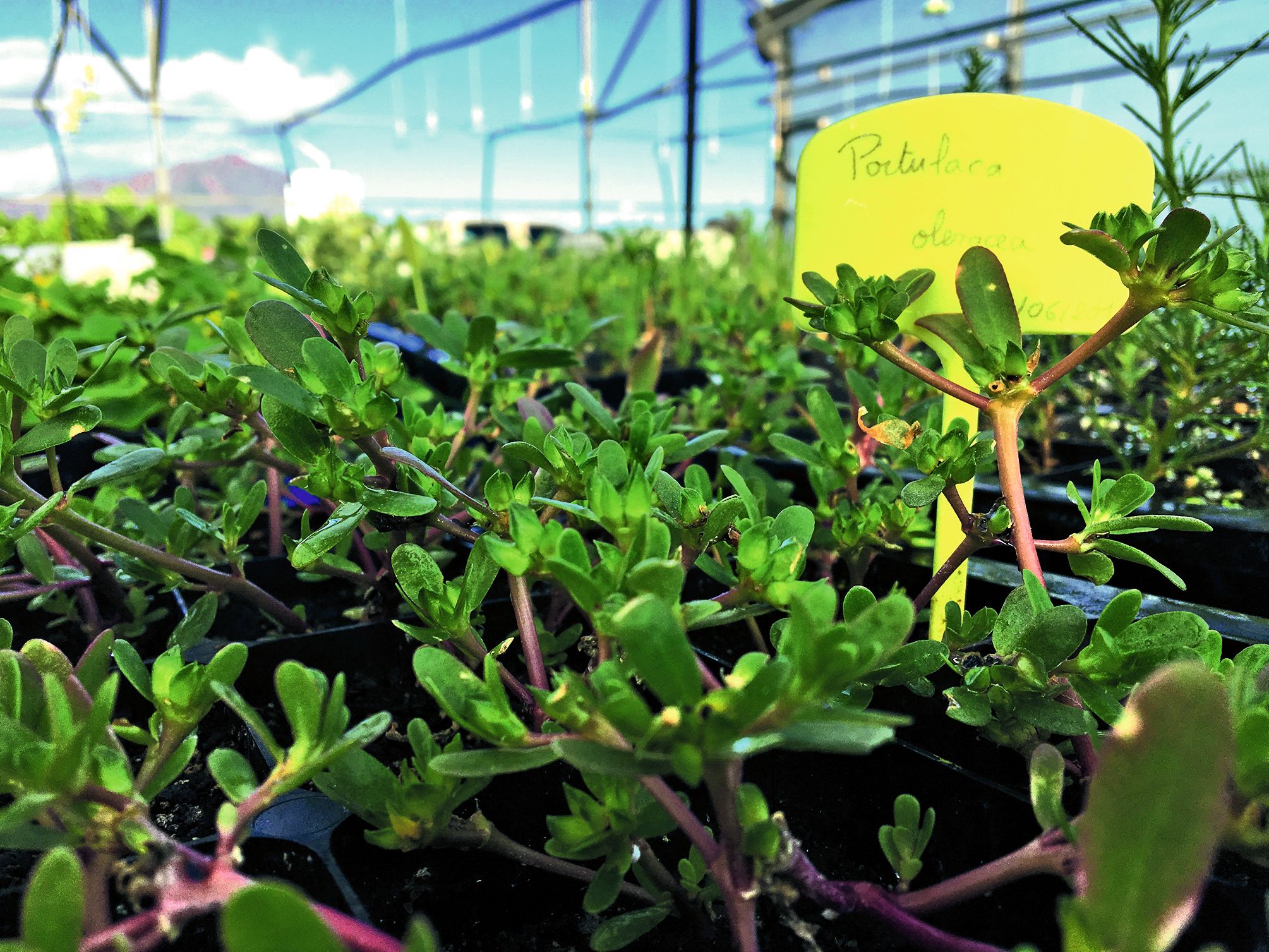 Le pourpier commun est bien connu de tous, il pousse sur les trottoirs en ville comme sur le sable, et se mange aisément cru, cuit, ou en cornichon.