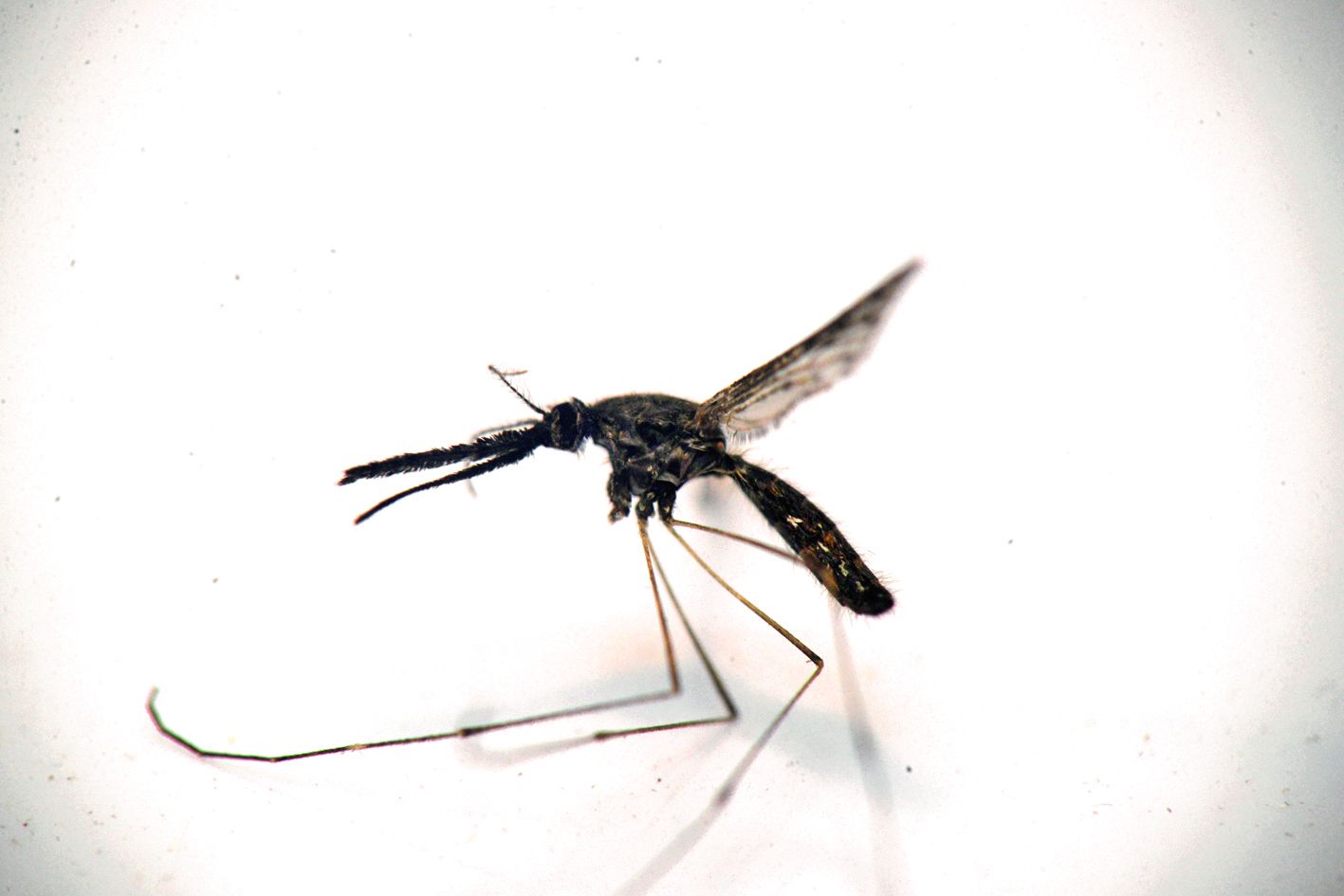 Bien que vecteur d’un cortège de maladies dont le paludisme, l’espèce n’a pas la réputation d’être très habile, à en croire les rares études qui la décrivent.Crédit photo archives LNC