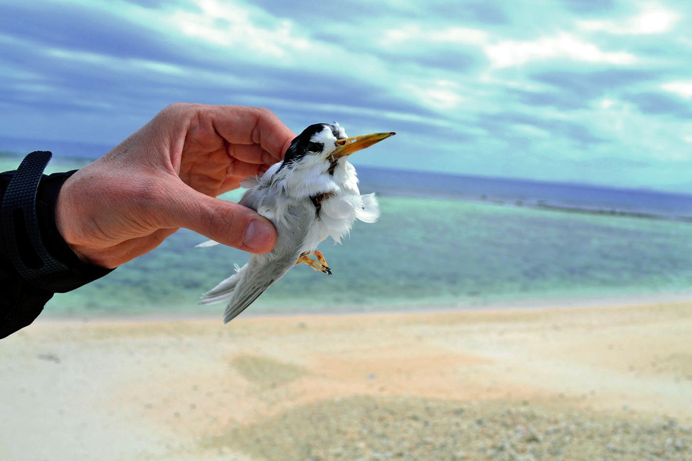 Autre signe alarmant : au cours de la mission des gardes nature, vendredi, une sterne néréis a été retrouvée morte  sur la plage sans en connaître les raisons. 