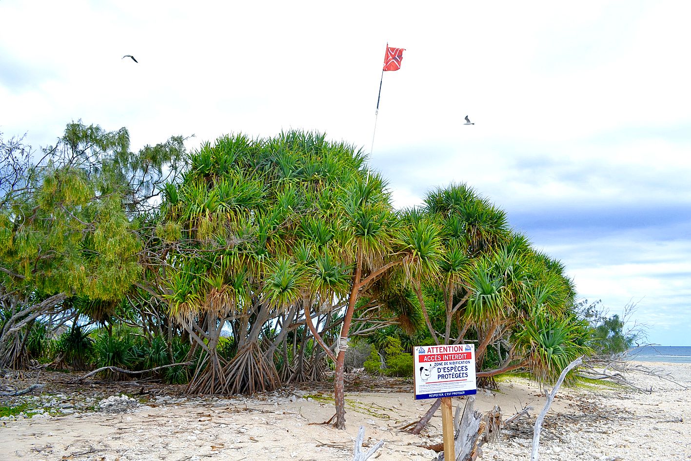 Peu importe son aspect et même si le mât ne présente pas un pavillon triangulaire, tout dispositif de couleur rouge installé sur un îlot signifie une interdiction de débarquer. En respectant cette signalétique, les plaisanciers contribuent à la survie  d’espèces menacées comme les sternes néréis.