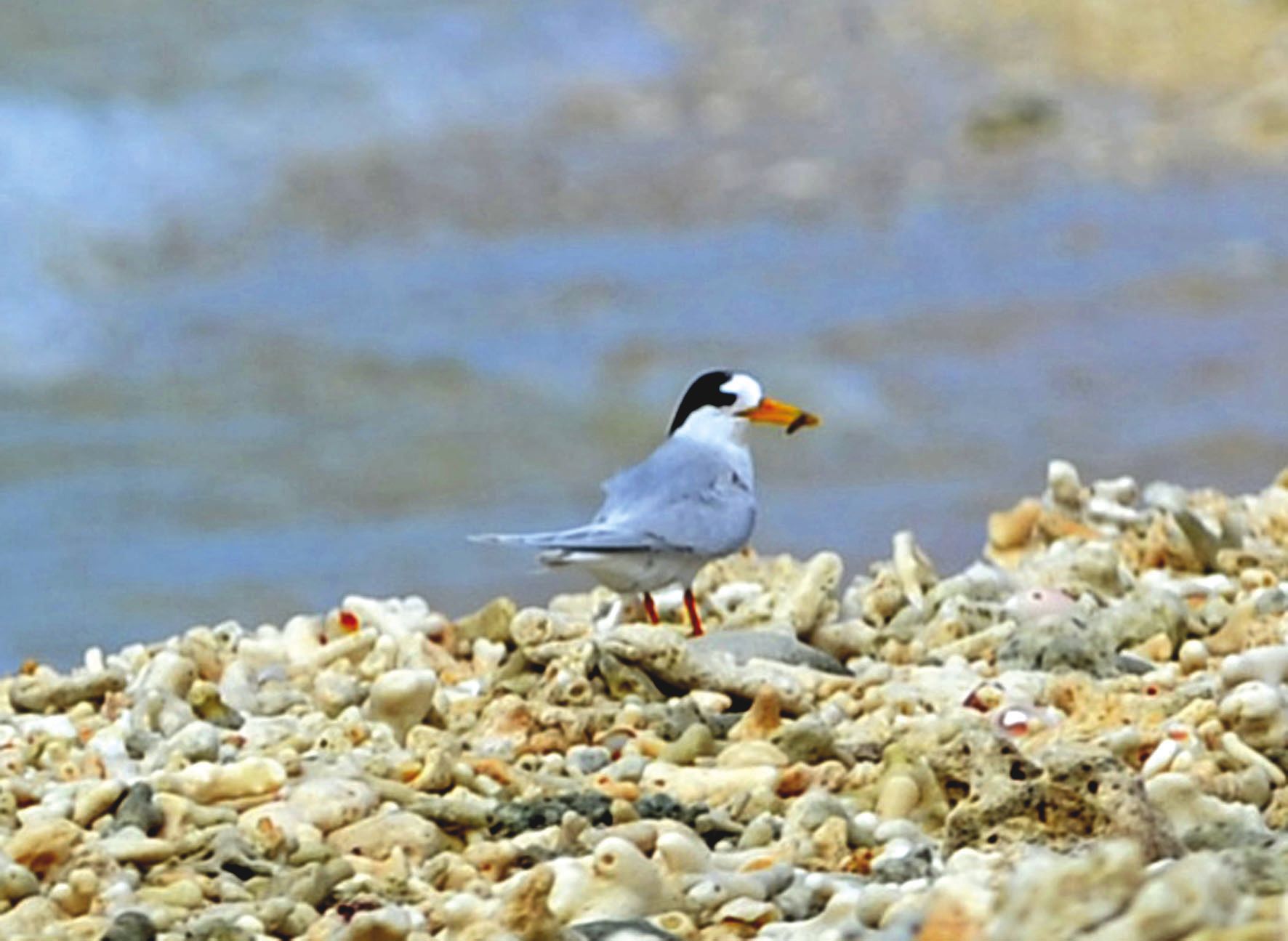 À peine plus grande que la main, la sterne néréis niche à même le corail et se confond presque avec son environnement. Il est presque impossible de repérer ses œufs pour un amateur. 