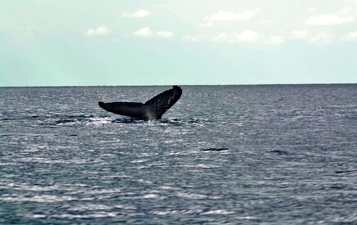 En cette saison fraîche, il n’est pas rare d’observer des baleines dans le lagon. Les gardes nature sont ainsi sur le pont pour faire de la sensibilisation auprès des plaisanciers qui ne doivent pas s’approcher à moins de 50 mètres de l’animal. La charte de bonne conduite de la province Sud préconise quant à elle de respecter une distance de cent mètres. 