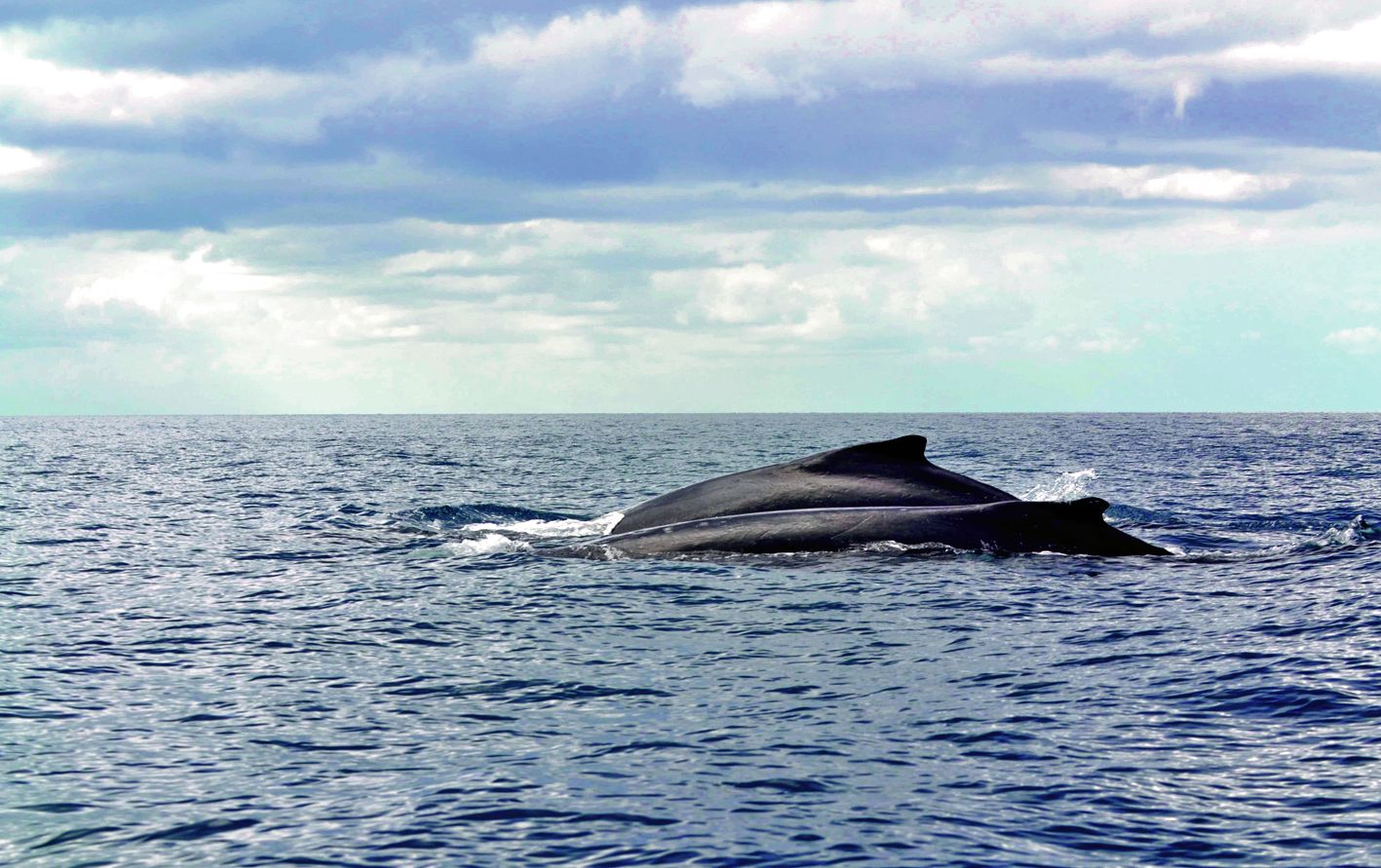 Si les baleines viennent directement à la rencontre des embarcations (comme ce fut le cas vendredi), les usagers ne doivent pas paniquer : « Il ne faut surtout pas couper son moteur ou avoir de mouvement brusque. Laissez-leur le temps de partir », insiste Julika Bourget.