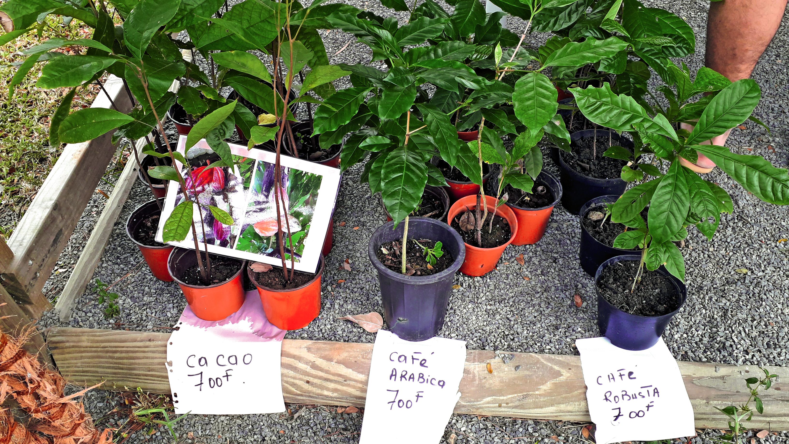 Pieds de cacao et de café étaient proposés à la vente.