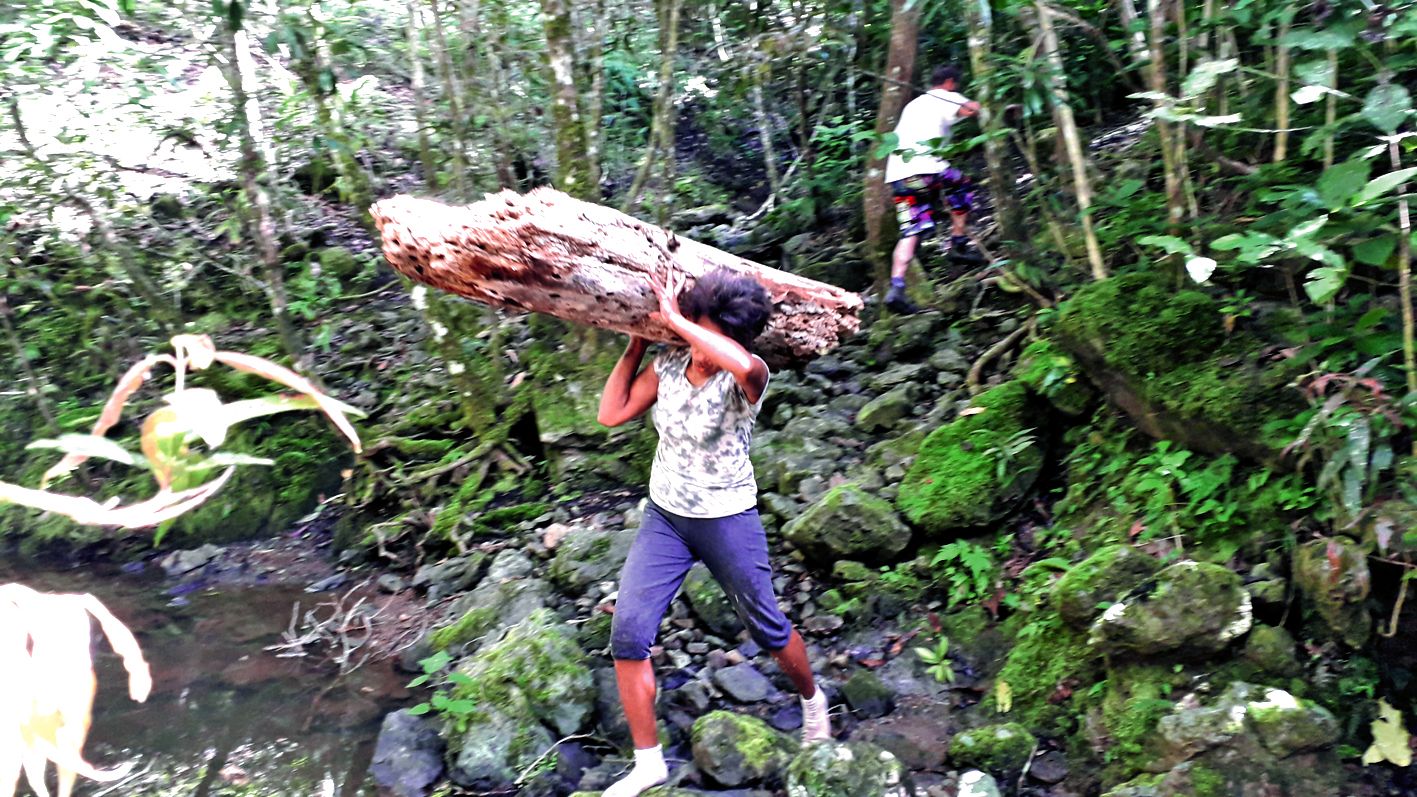 Chacun sa méthode : rouler ou porter le tronc. Marie-Noëlle a sa préférence.
