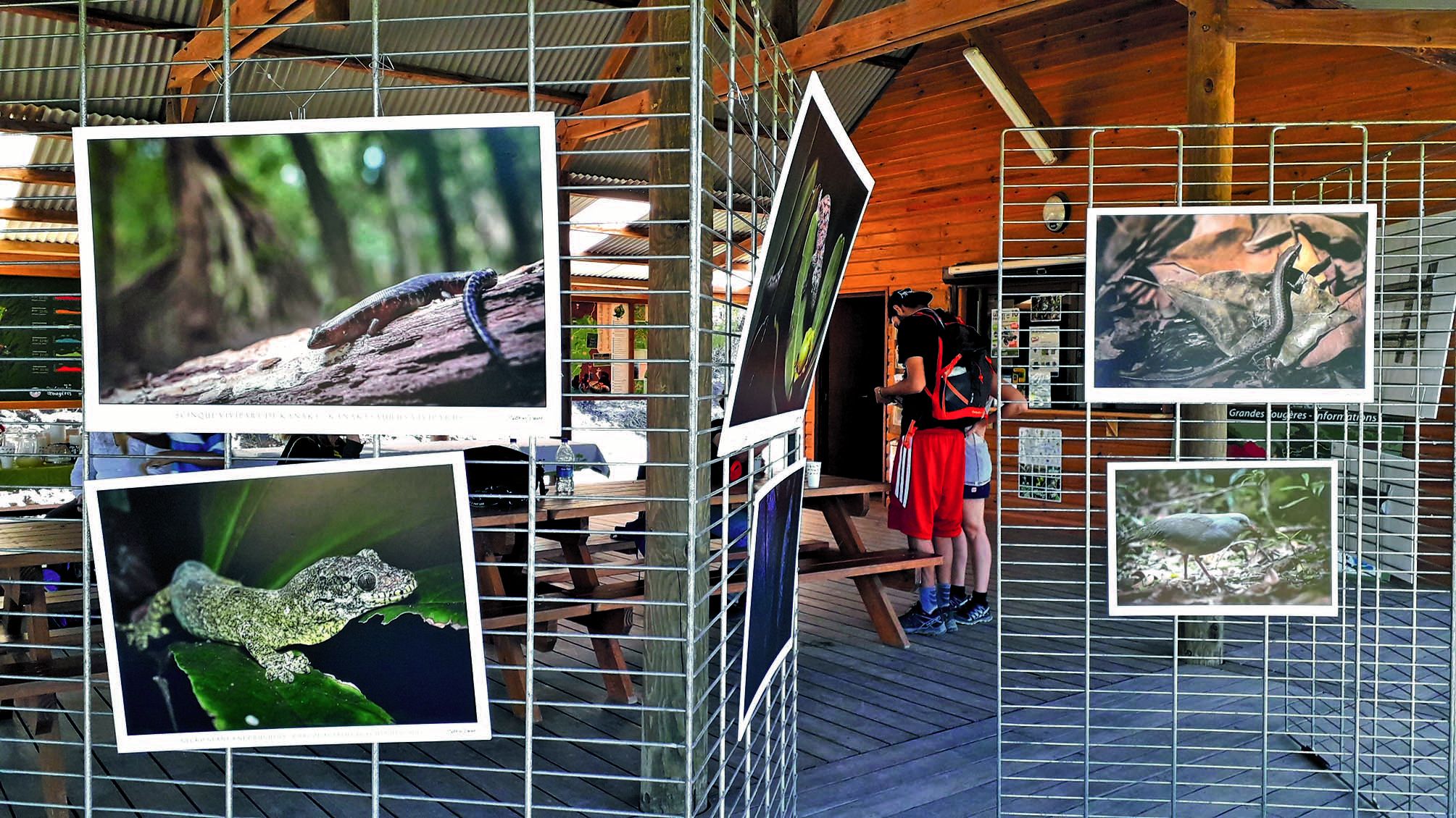 Mathias Dess, un passionné de conservation, a répondu aux questions suscitées par son exposition sur les scinques (lézards) et geckos de Nouvelle-Calédonie, prêtée pour l’occasion par le Parc zoologique et forestier.