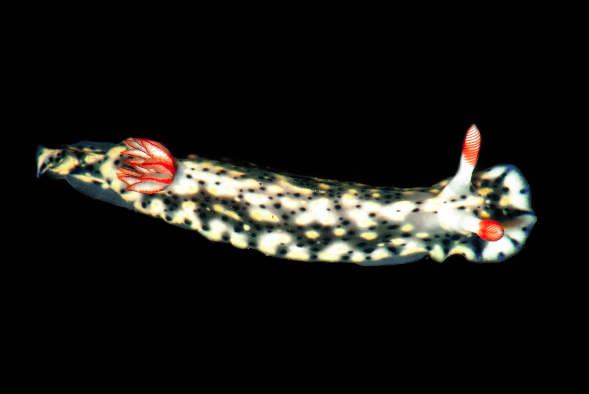 Le Hypselodoris-inficata.Photos Angel Valdès