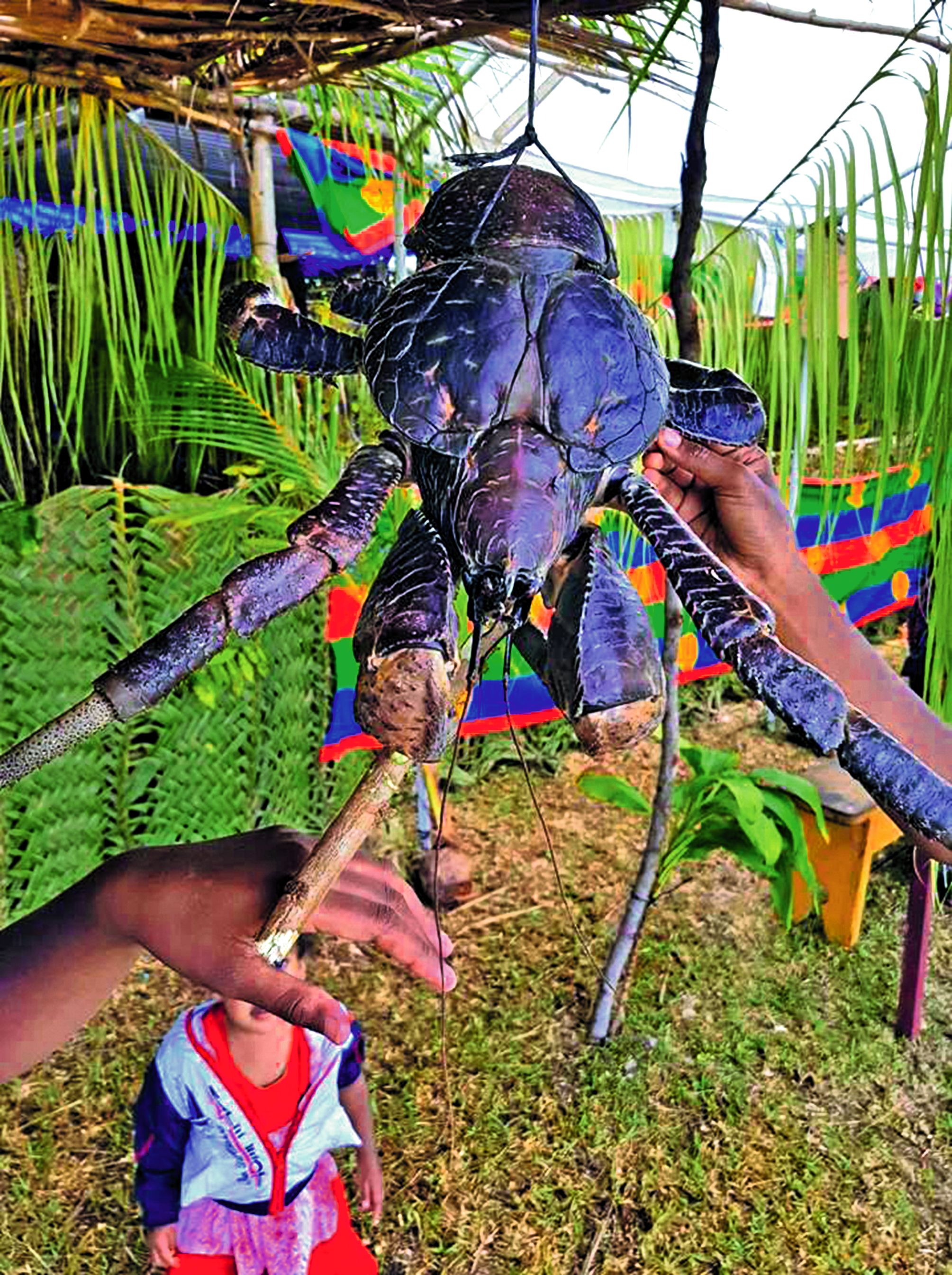 Le crabe de cocotier, toujours aussi impressionnant. Et gare aux doigts qui traînent.