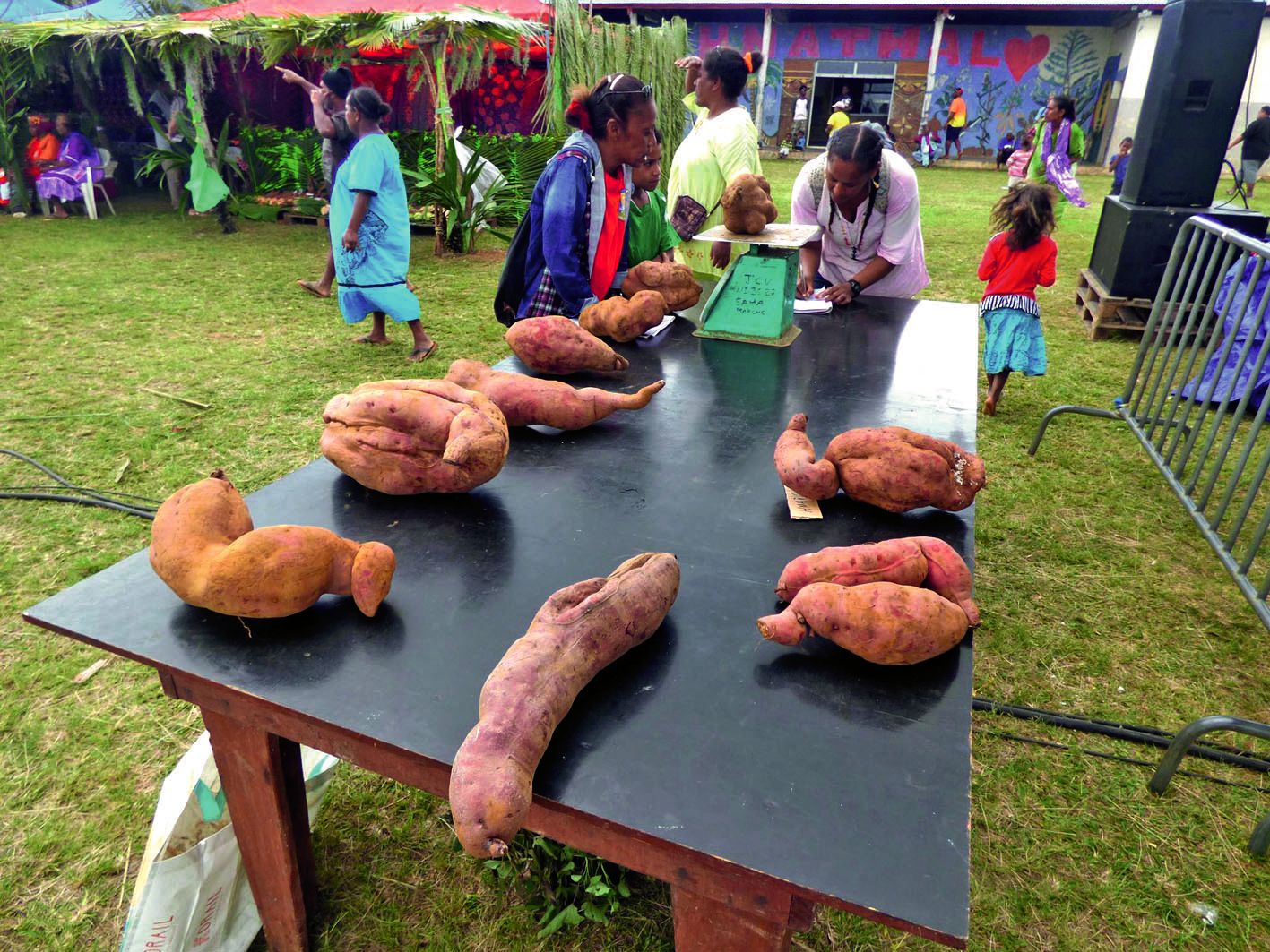 A la pesée de la plus grosse patate, c’est Thierry Wahiobe qui l’a emportée avec un tubercule  de 8,3 kilos. Le prix du stand ayant la plus grosse production a été décerné au stand Wahiobe avec 254 kilos.