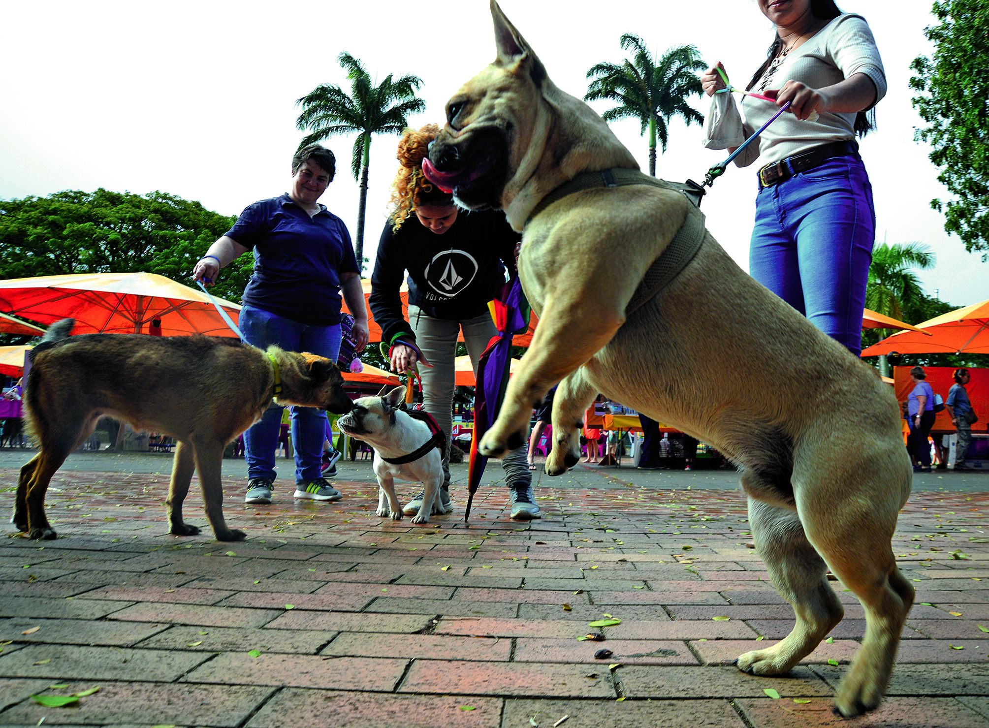 L’événement permet également de rencontrer les nombreuses associations animales présentes, toujours en recherche de soutien financier et humain. Le prochain Jeudi du centre-ville, prévu la semaine prochaine, le 11 octobre, sera tournée vers la province Sud avec des promotions touristiques. 