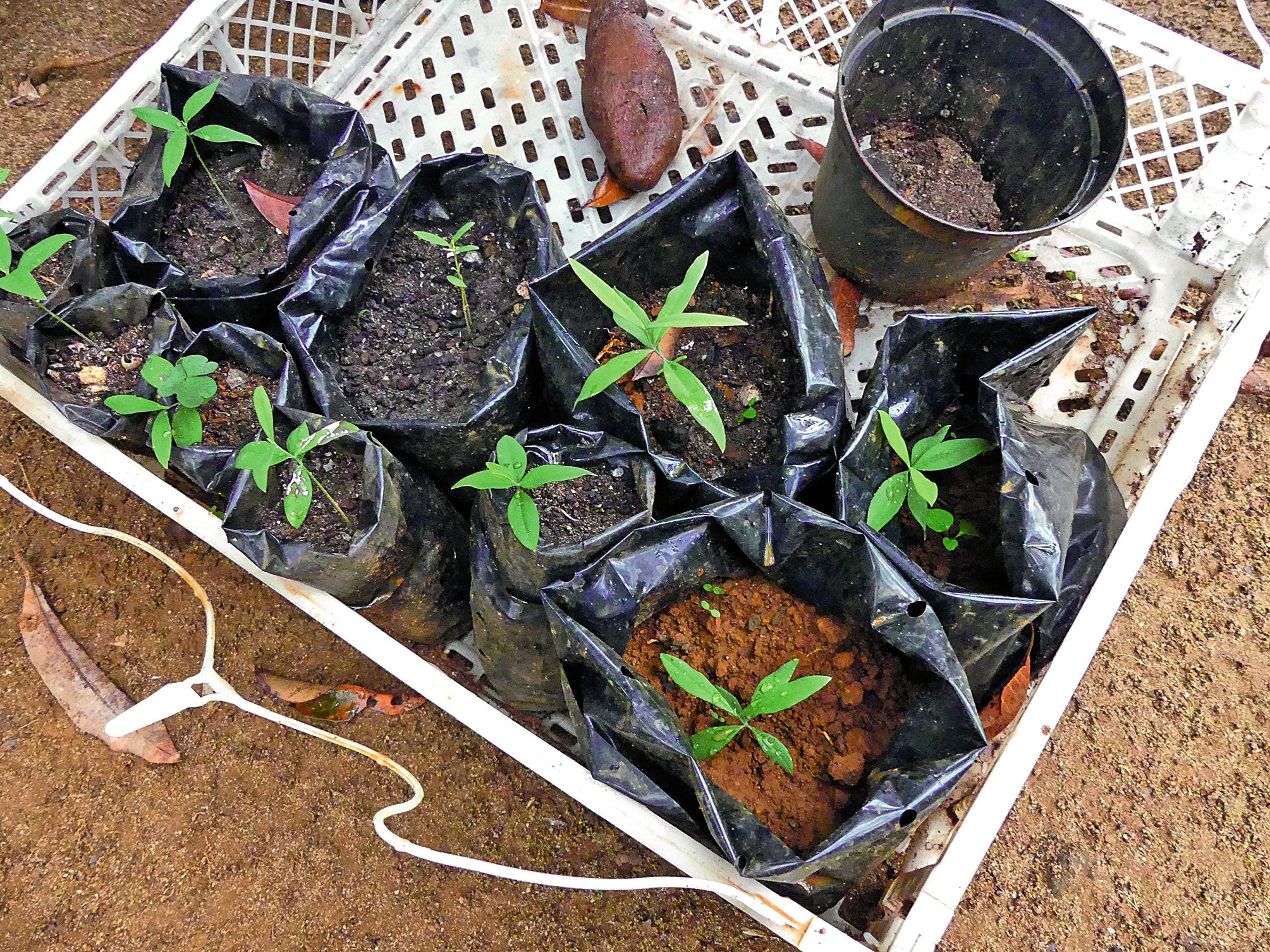 Pour les Kunié, planter du santal est un investissement. Il leur est aujourd’hui acheté 550 francs le kilo. Photo J.T.