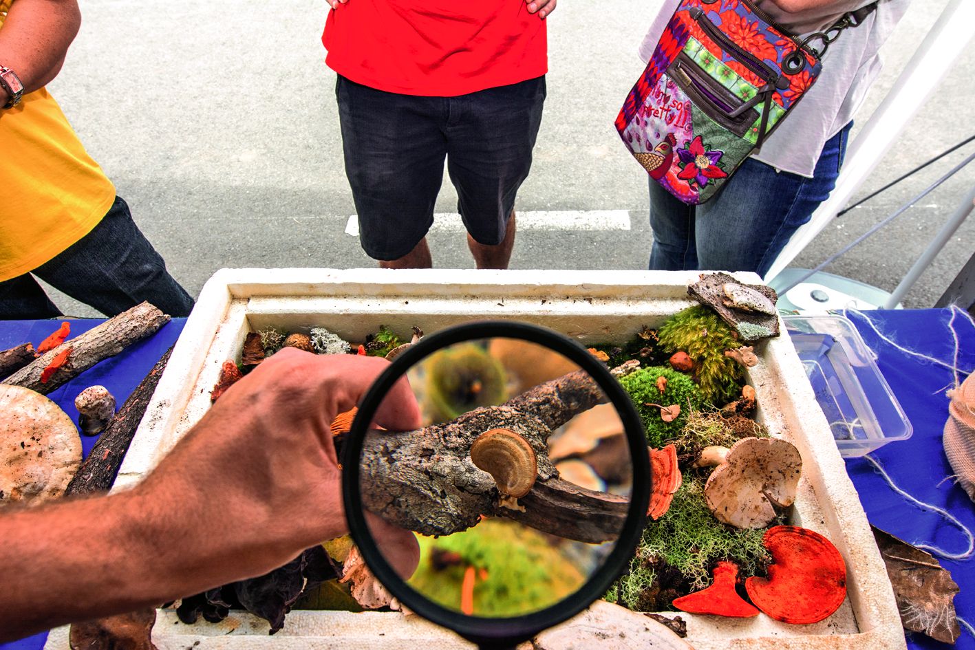 Combien d’espèces de champignons sur le Caillou ?  700 à 800 « nommées », répond la société  de mycologie. Mais 60 000 autres ne seraient pas étudiées !