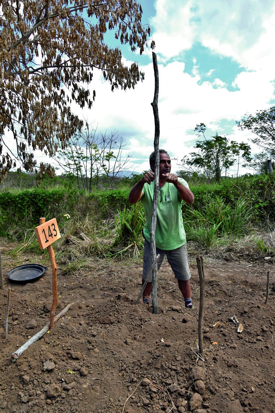 « Cette année, explique José Kabar, responsable de l’écomusée, nous travaillons comme les anciens. Les sols sont d’abord mis au repos, puis mélangés avec la paille et le fumier, avant les labours. On plante ensuite l’igname, en mélangeant la cendre et la terre. » Quand la liane sort, José plante des tuteurs appelés perches, qu’il attache au tuteur initial. « L’igname se récolte après neuf mois, c’est comme pour les mamans. »