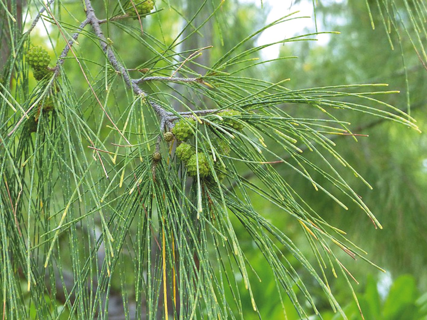 Le filao, ou bois noir, est connu pour être une espèce allergisante dans les outre-mer.Photo DR