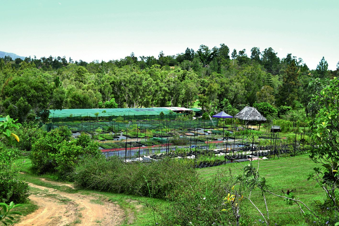 L’exploitation vend entre 60 000 et 100 000 plants par an  en moyenne, essentiellement en province Sud.