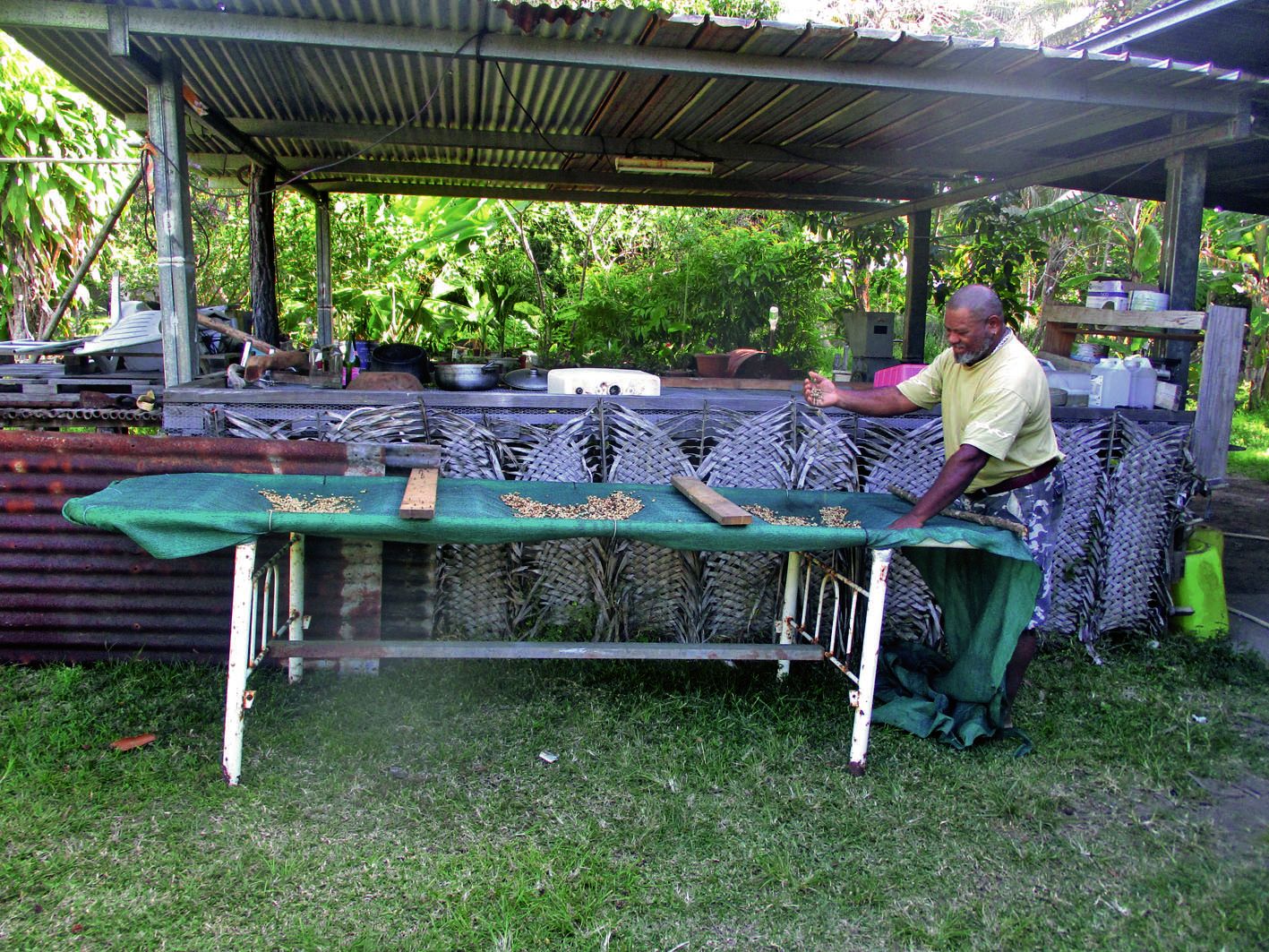 Lors du séchage, Auguste doit sortir les grains de cafe?? chaque matin pour qu’ils profitent de l’ensoleillement de la journée.
