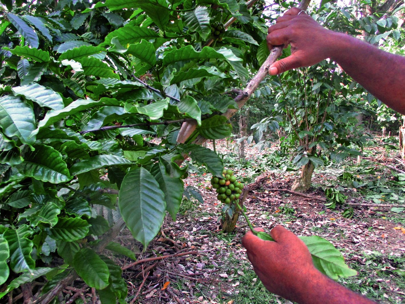 Des cerises de robusta sur la parcelle, sept ans après avoir été nettoyée, défrichée et recépée.