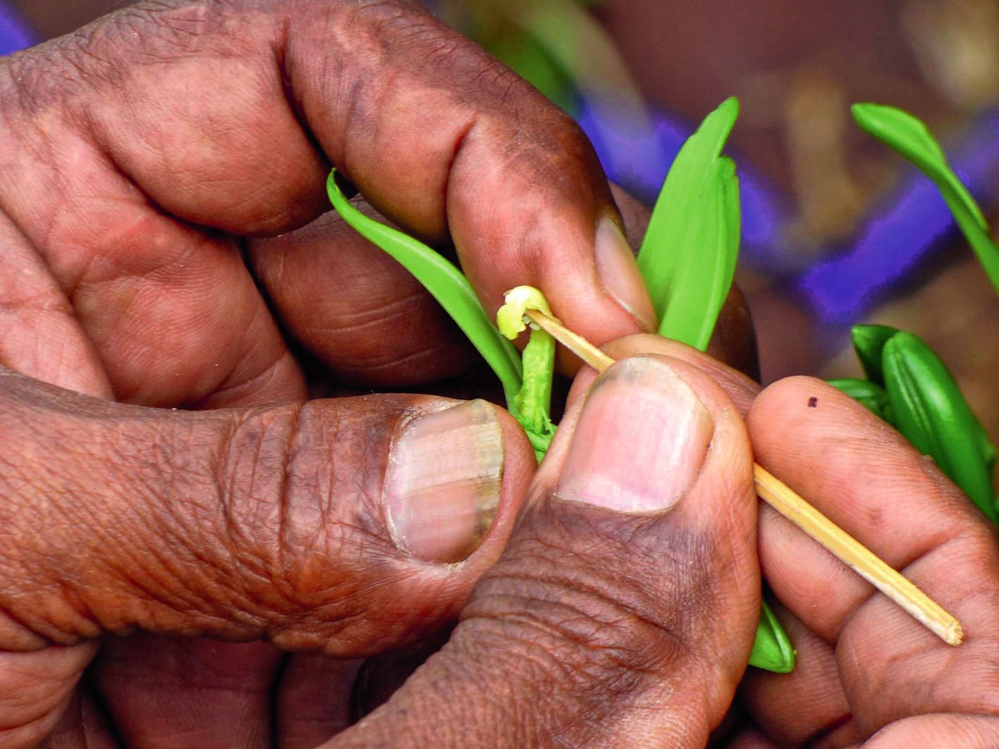 Lues Rokuad, producteur de vanille, a expliqué le principe du mariage de l’orchidée, qui se fait  une fois par an. L’éclosion de la fleur ne dure que quelques heures.