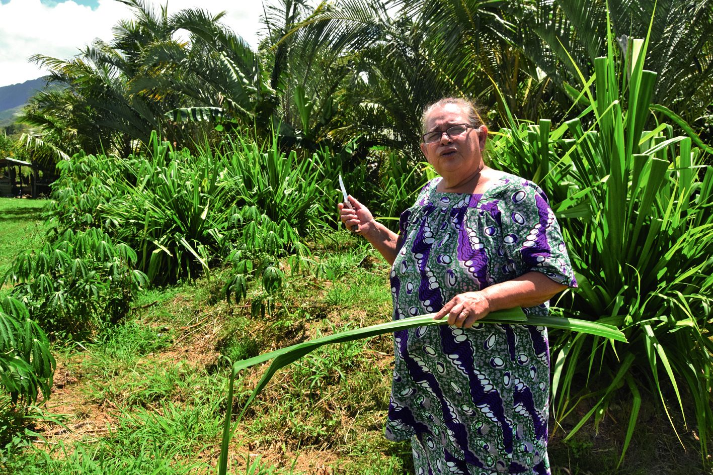 Coletti possède quelques plants de pandanus chez elle à Païta, mais son champ est à Thio, avec 1 000 pieds.