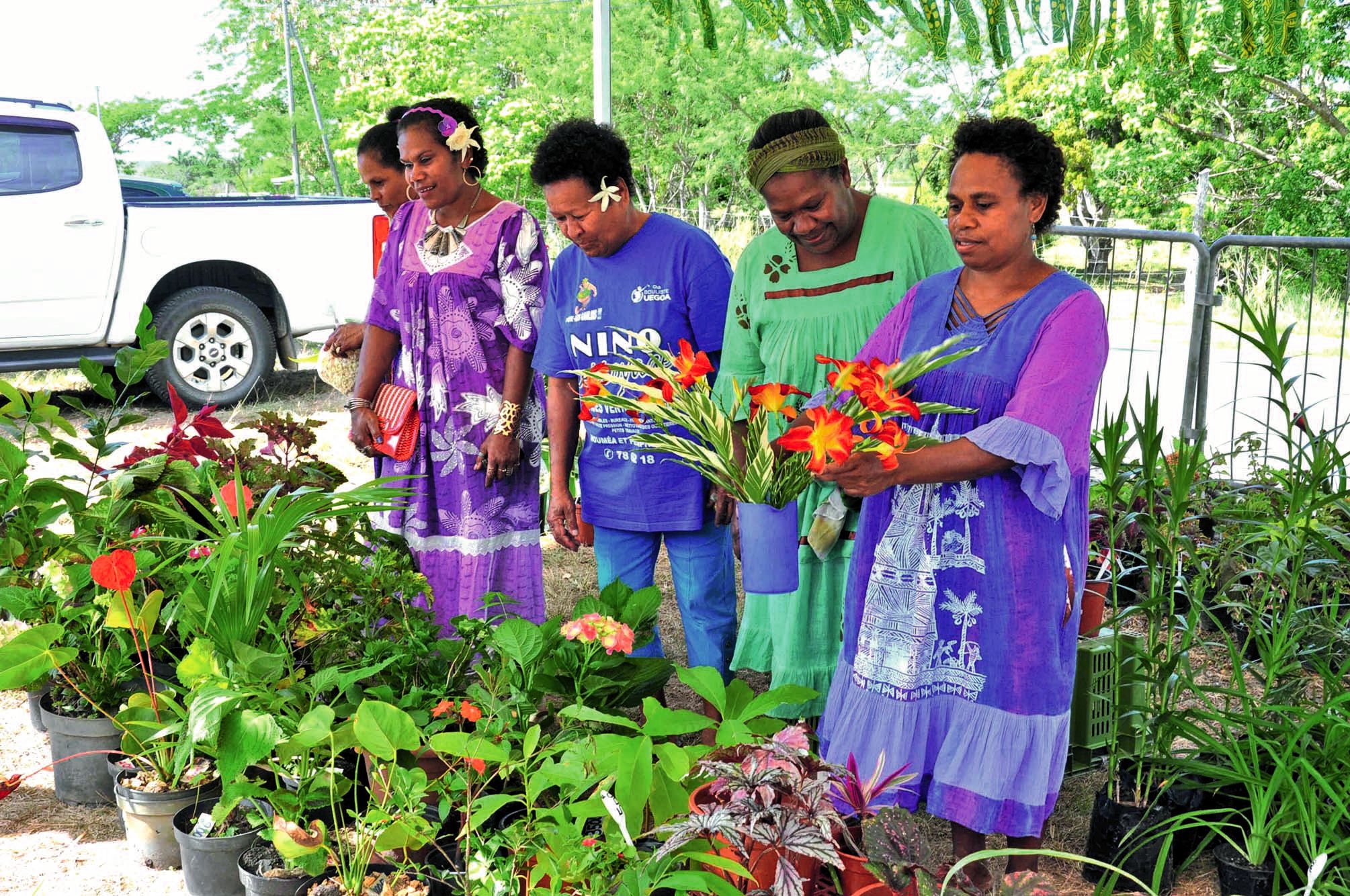 Gisèle, venue de la tribu de Bondé, proposait des plantes ornementales : plantes vertes et fleuries (Coléus, Anthurium, hortensia, amaryllis, etc.), mais également divers plants d’arbres fruitiers.