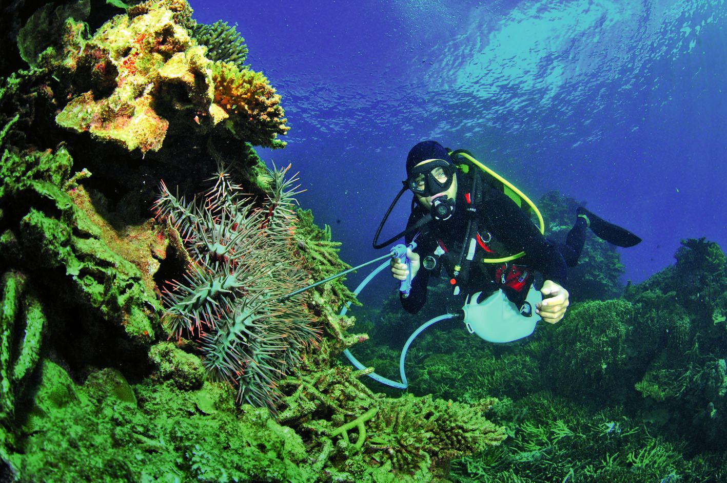 Une dizaine de plongeurs seront mobilisés pour injecter dans la « dévoreuse » de corail une solution à base de citron et de vinaigre. Crédit photo Bastien Preuss/IRD