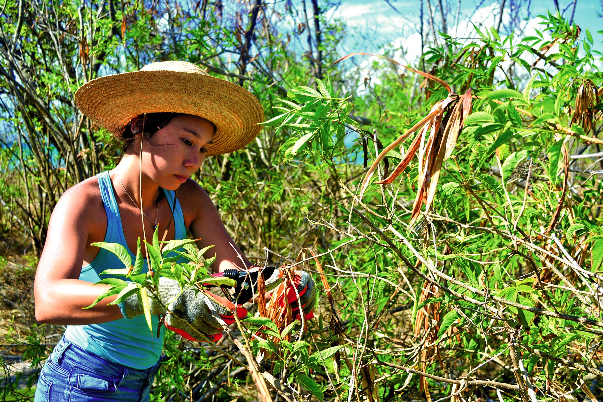 Avant l’arrachage, il faut récolter les graines pour éviter la dissémination.